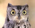 Owls, including this Western screech owl, have proportionally the largest eyes of any birds. Jon Bower &#x2022; Getty Images/ &#x201c;The Enigma of th