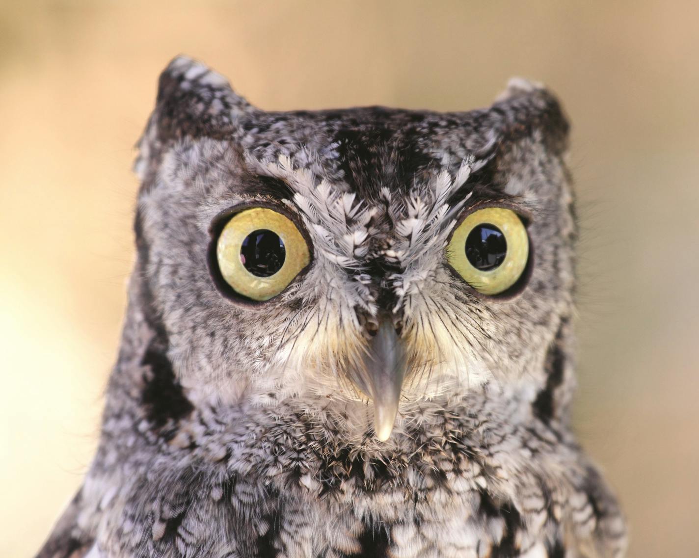 Owls, including this Western screech owl, have proportionally the largest eyes of any birds. Jon Bower &#x2022; Getty Images/ &#x201c;The Enigma of the Owl&#x201d;