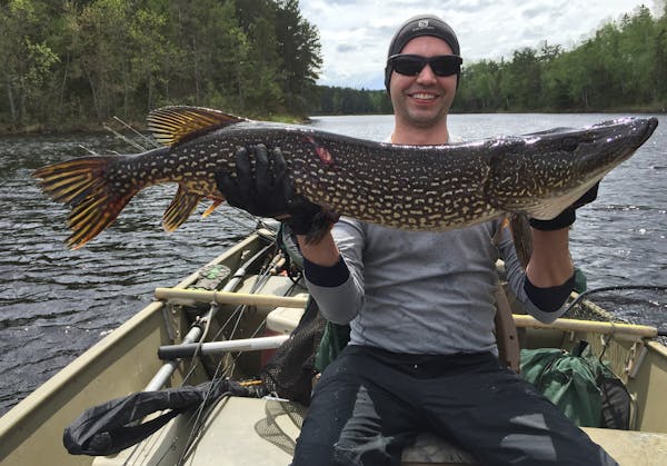 Justin Hockensmith, Milwaukee, 38.5-inch northern pike, BWCA Justin Hockensmith, a St. Paul native, caught this trophy pike on May 23 drifting dead ci