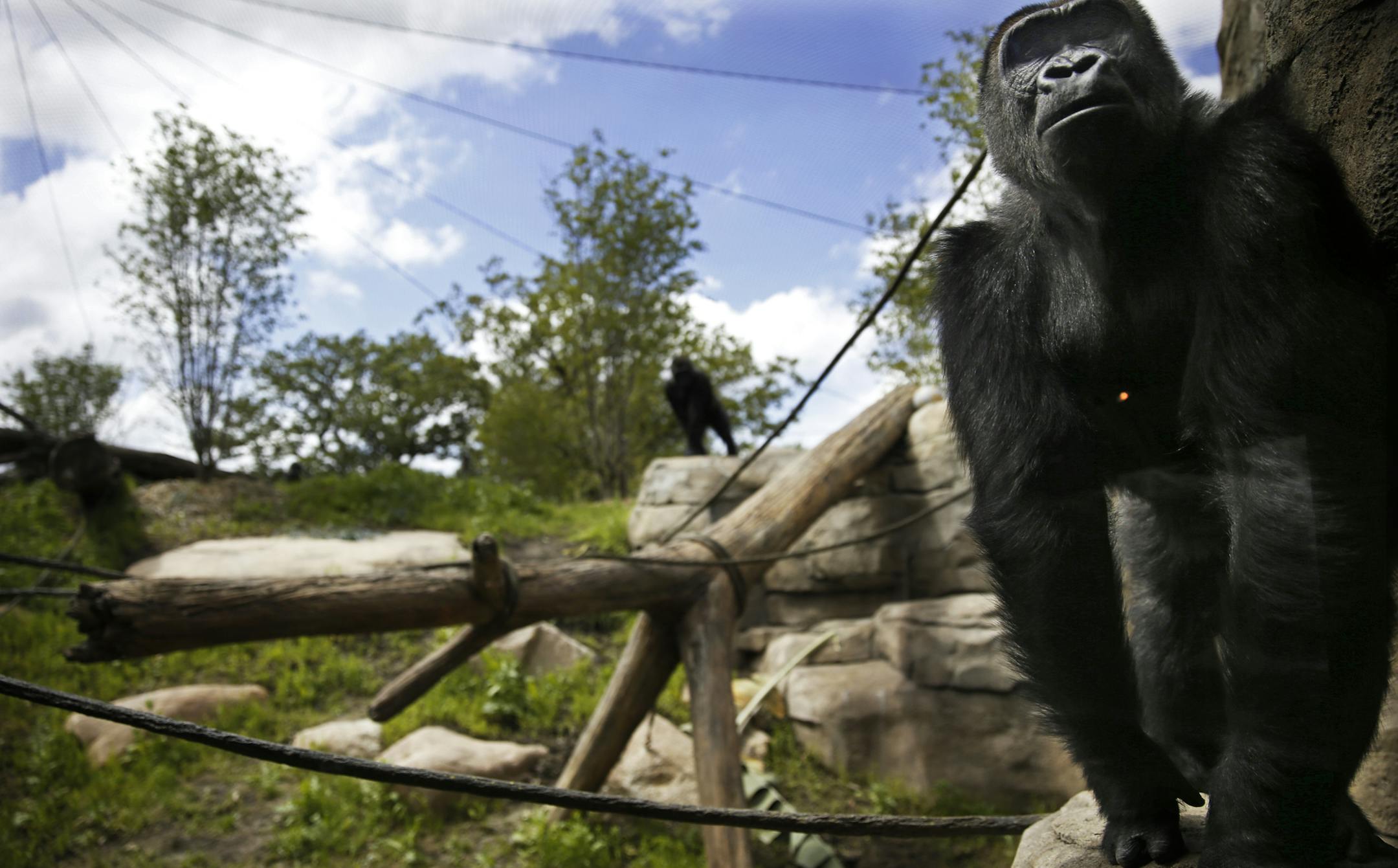 At the new $11 million gorilla exhibit at the Como Zoo in St. Paul, one of the three female gorillas had a pensive pose near the observation glass.] richard tsong-taatarii@startribune.com