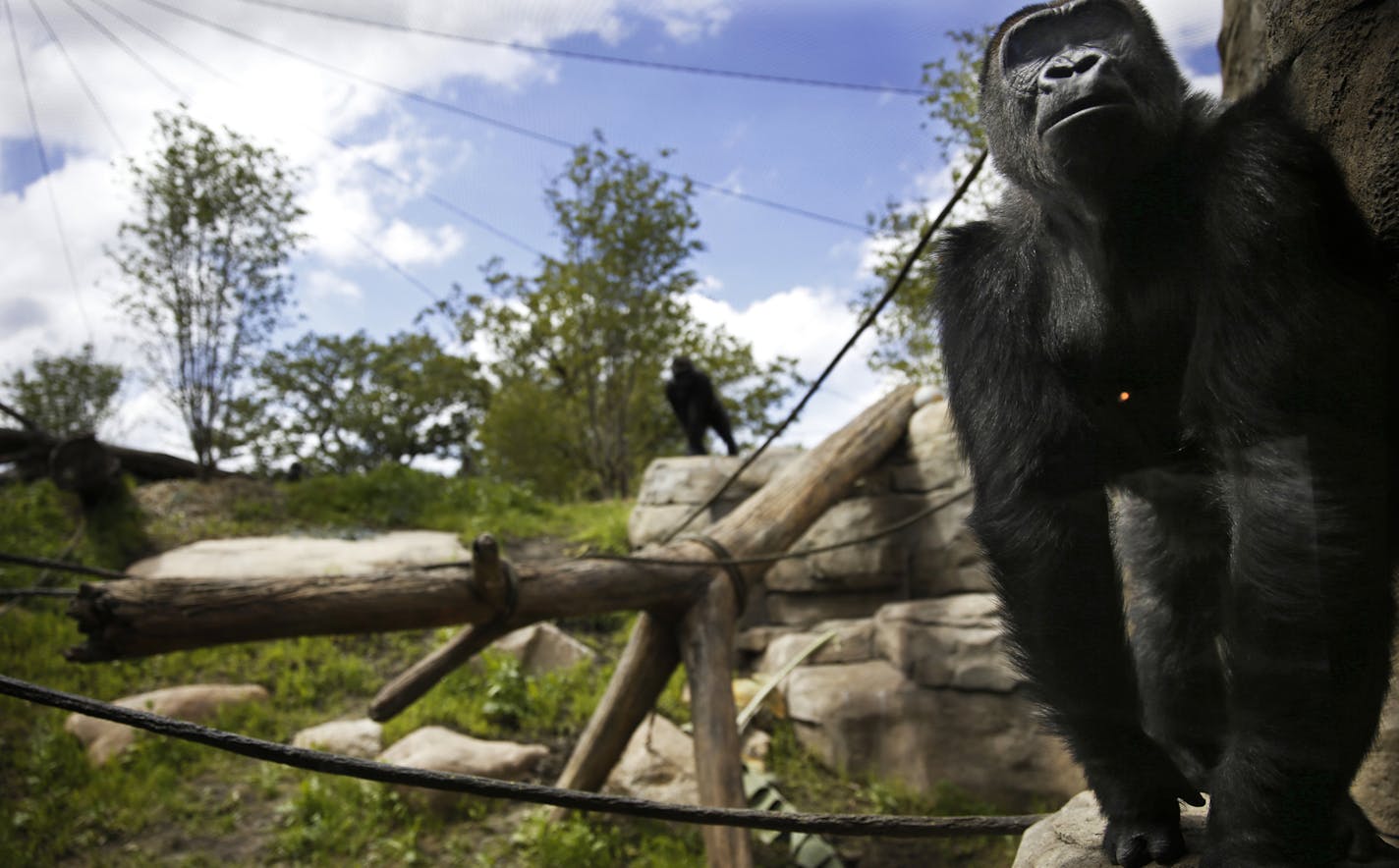 At the new $11 million gorilla exhibit at the Como Zoo in St. Paul, one of the three female gorillas had a pensive pose near the observation glass.] richard tsong-taatarii@startribune.com