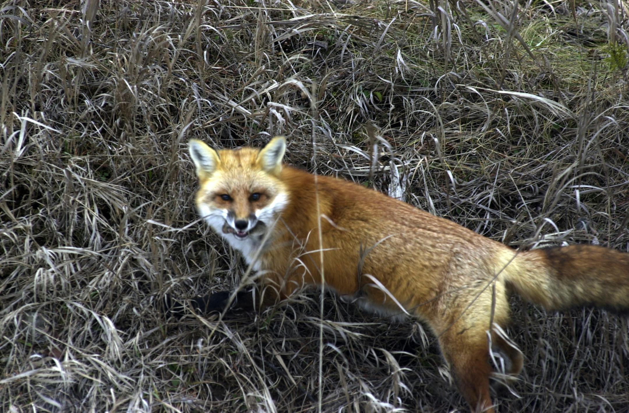 A red fox nabbed a mouse or mole by the roadside near the Gunflint Trail in northeastern Minnesota in 2002.