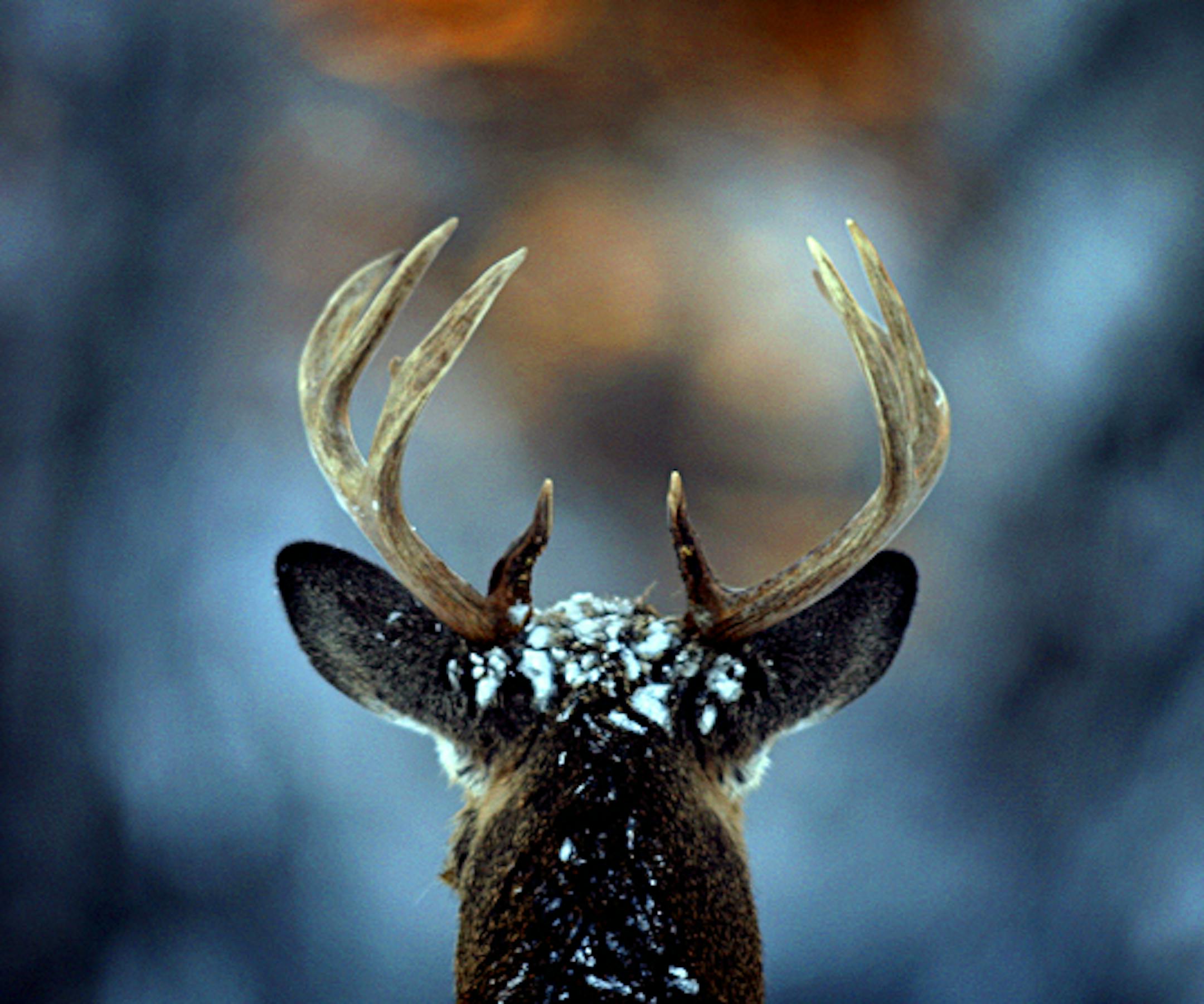 BRIAN PETERSON • brianp@startribune.com DULUTH, MN FILE ART Nice whitetail buck deer in Duluth.