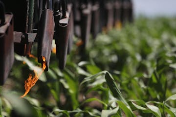 Some organic farmers use flames to destroy weeds.