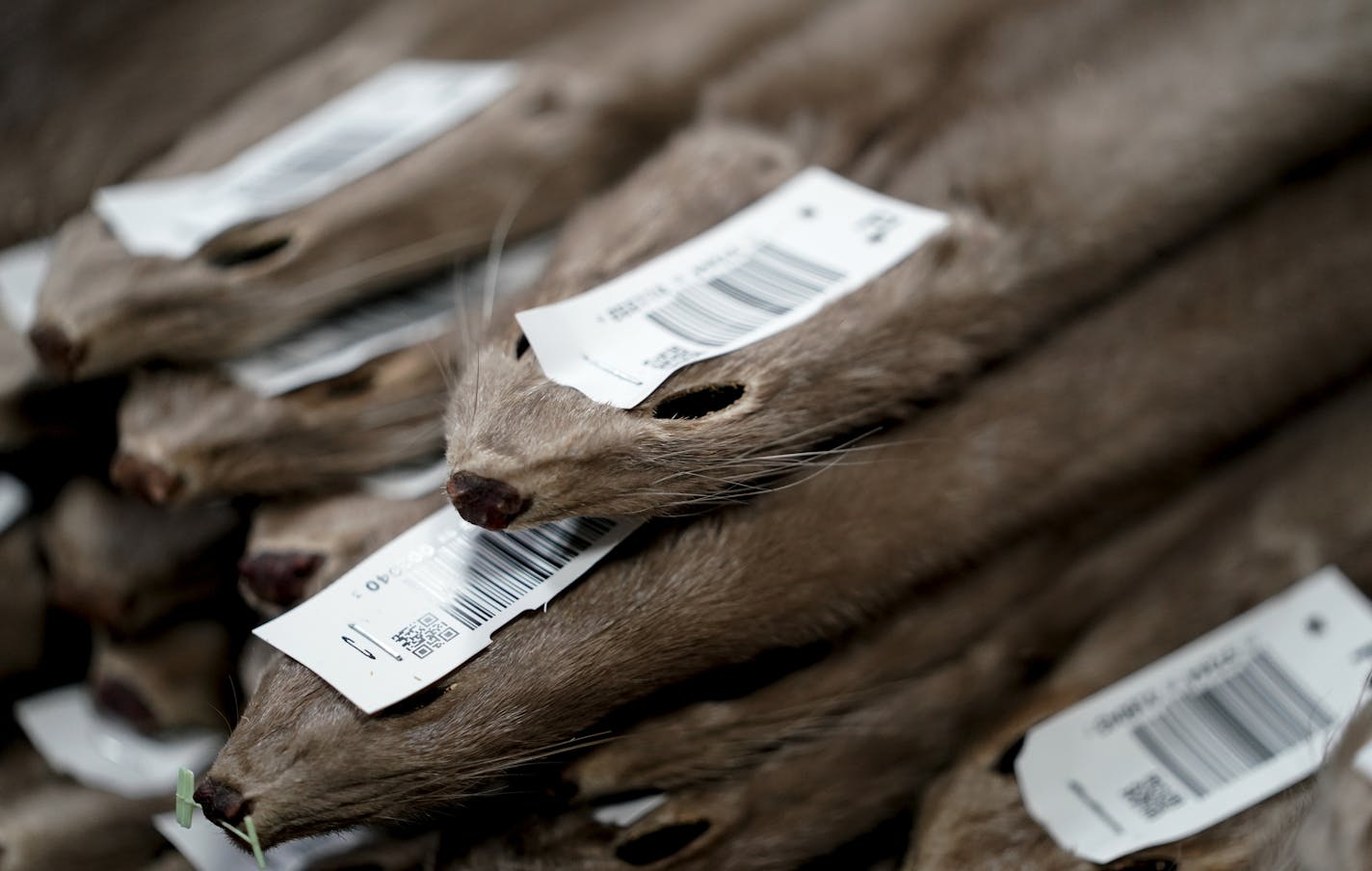 In this Jan. 7, 2020, photo, mink fur pelts wait to be graded at Saga Furs, one of only two other similar-sized fur auction houses in Stoughton, Wis. (Steve Apps/Wisconsin State Journal via AP)