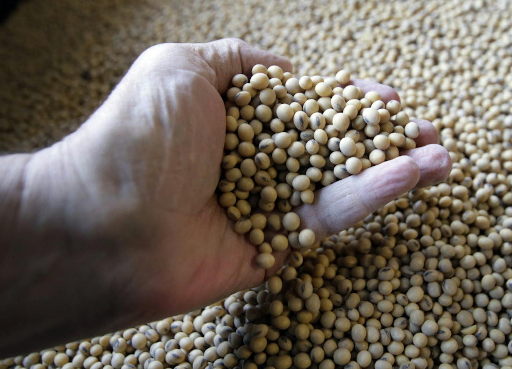 Sorted soybeans are ready for shipment and planting at Taylor Seed Farm near White Cloud, Kan., Thursday, April 5, 2018. President Donald Trump's faceoff with China over trade has exposed an unexpected political vulnerability in what was supposed to be the Republican Party's strongest region: rural America. (AP Photo/Orlin Wagner)