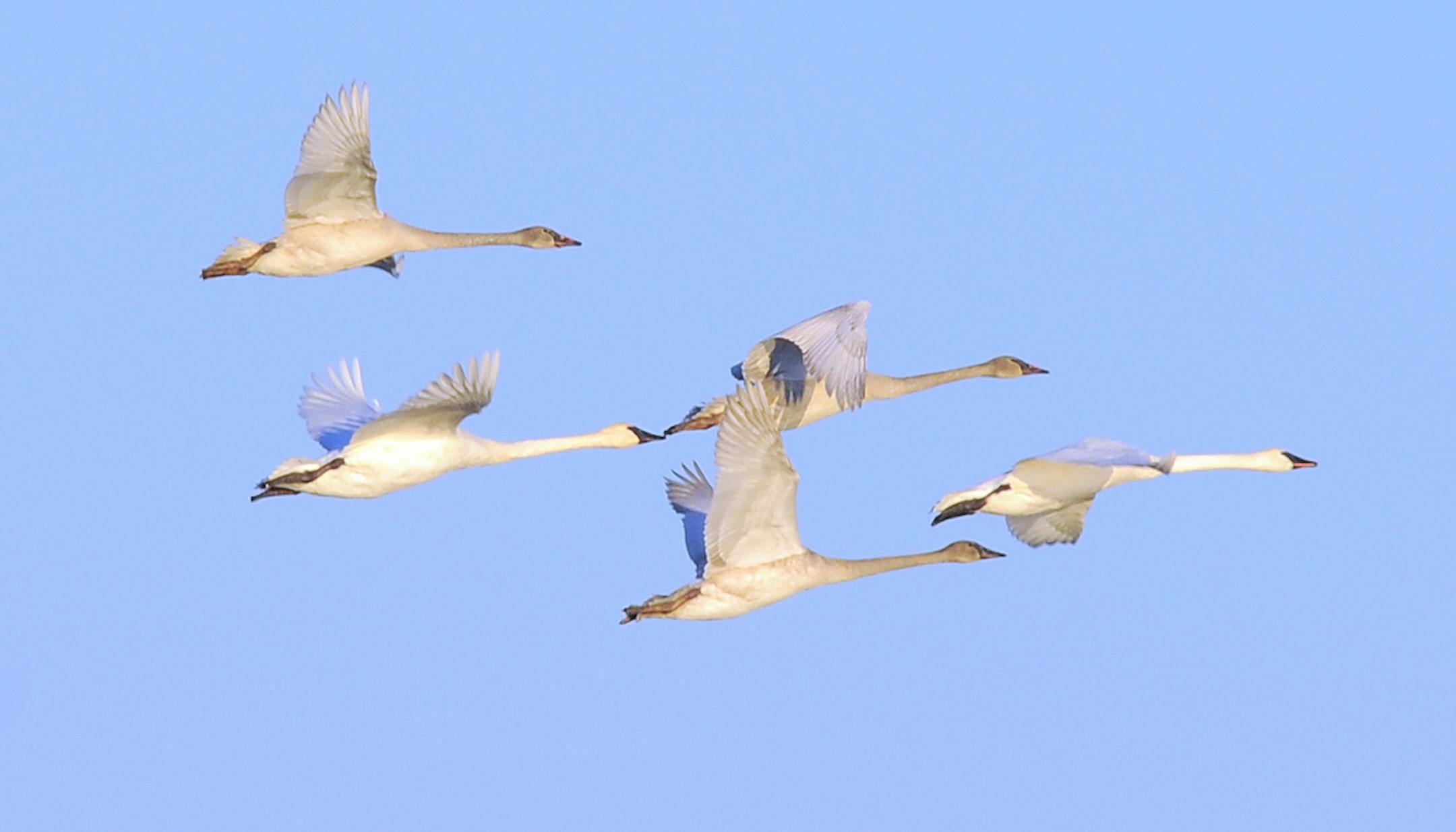 Tundra swans credit: Jim Williams, Special to the Star Tribune