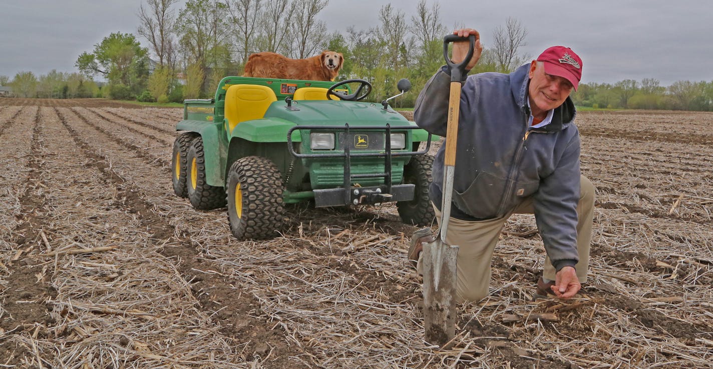 Farmer Dave Legvold of rural Northfield, Minn., probes his cropland with a shovel, finding the soil moist, dark and rich with worm holes. Legvold practices no-till planting to preserve the ground's valuable organic matter.