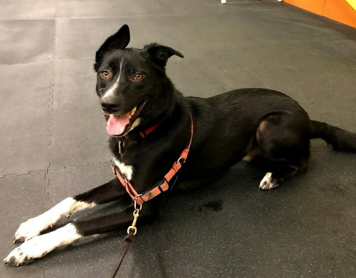 Angus waits calmly in class for the other dogs to arrive.