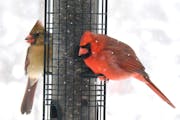 A cardinal pair in winter.