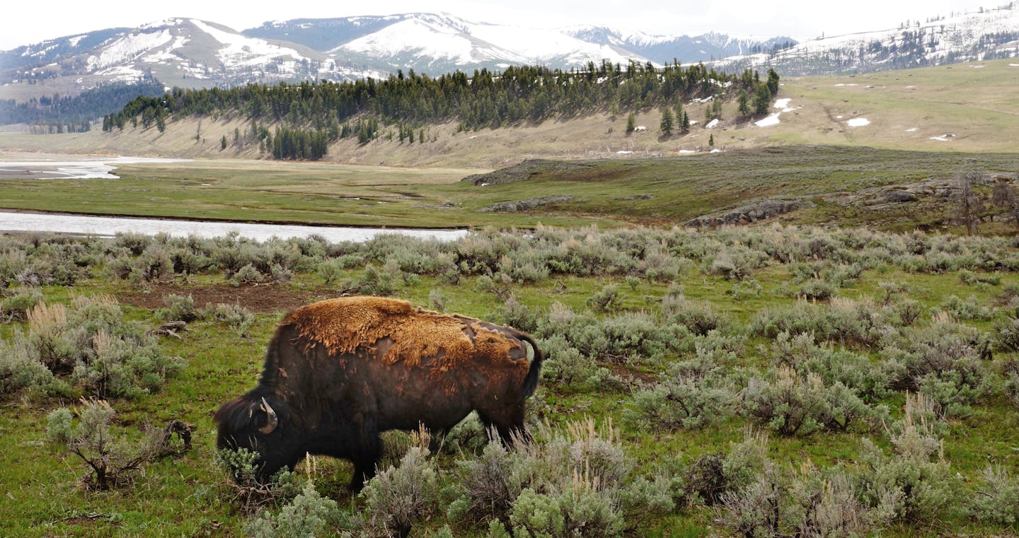 Yellowstone National Park is home to the descendents of about 200 American bison that were saved from the slaughter that decimated the species in the late 1800&#x201a;&#xc4;&#xf4;s. Now numbering at about 3,000, they are wild animals and have free range of the park. ] Credit: Josephine Marcotty - Star Tribune