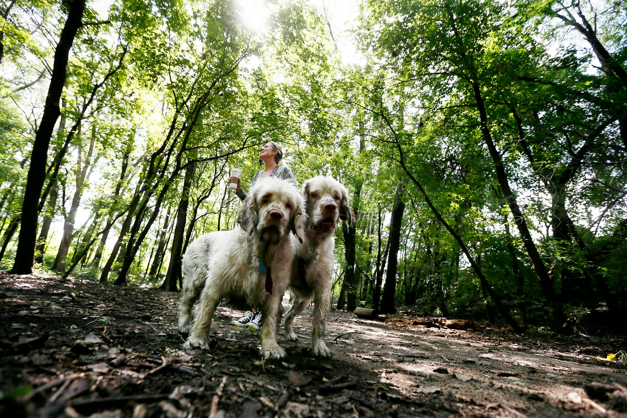 Amy Schmitz walked her two Clumber Spaniel's Ernie, left and Penny on a15-acre parcel of wild land located at 40th Street West and France Avenue south straddling the border of Edina And St. Louis Park. Monday September 1 , 2014 in Minneapolis MN . ] Jerry Holt Jerry.holt@startribune.com