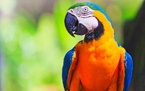 Idyllic Animal Birdwatch safari: Beautiful and curious Blue and Yellow Parrot macaw tropical bird on nature background – Pantanal wetlands and amazo