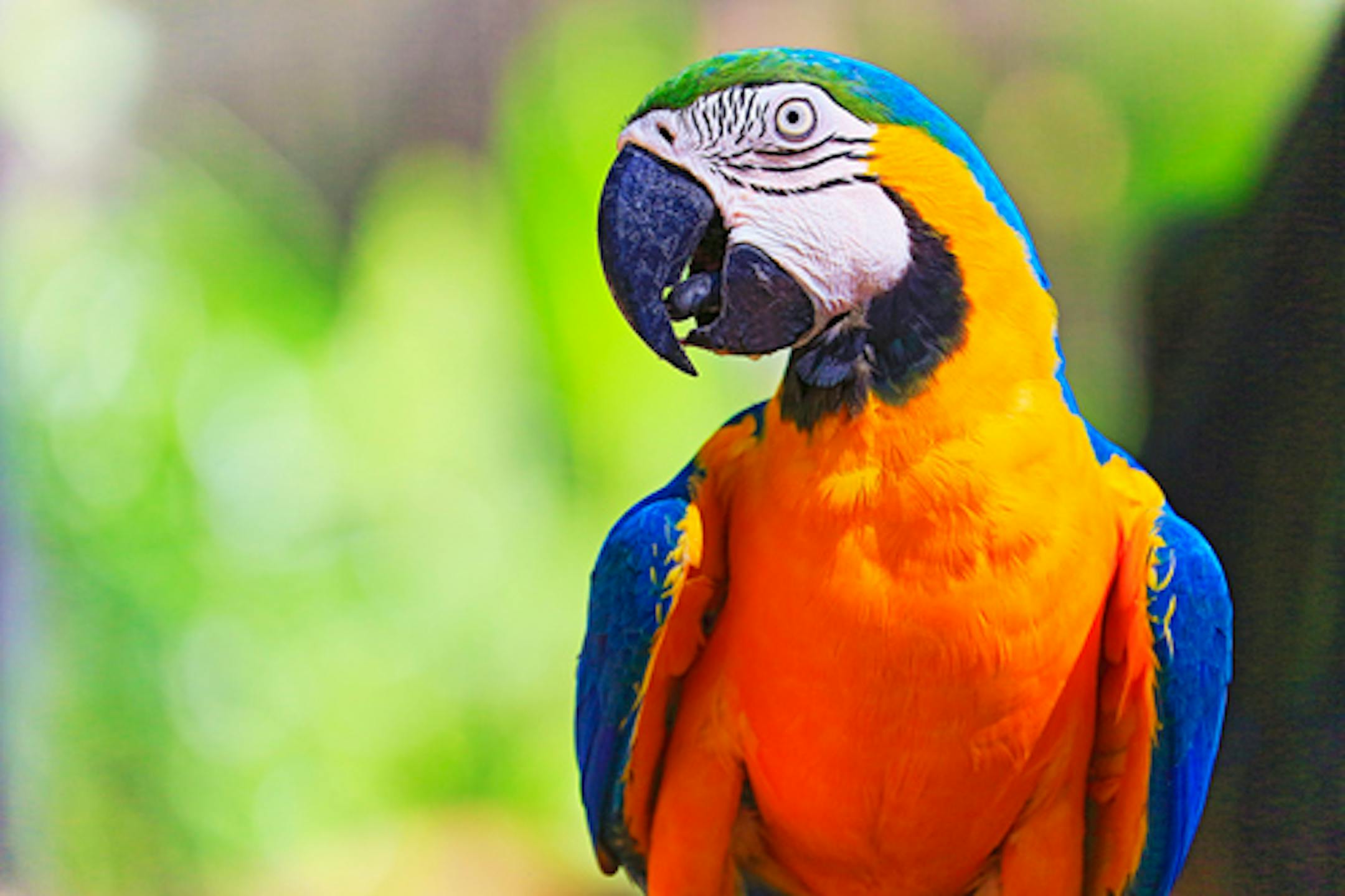 Idyllic Animal Birdwatch safari: Beautiful and curious Blue and Yellow Parrot macaw tropical bird on nature background – Pantanal wetlands and amazon rainforest, Brazil