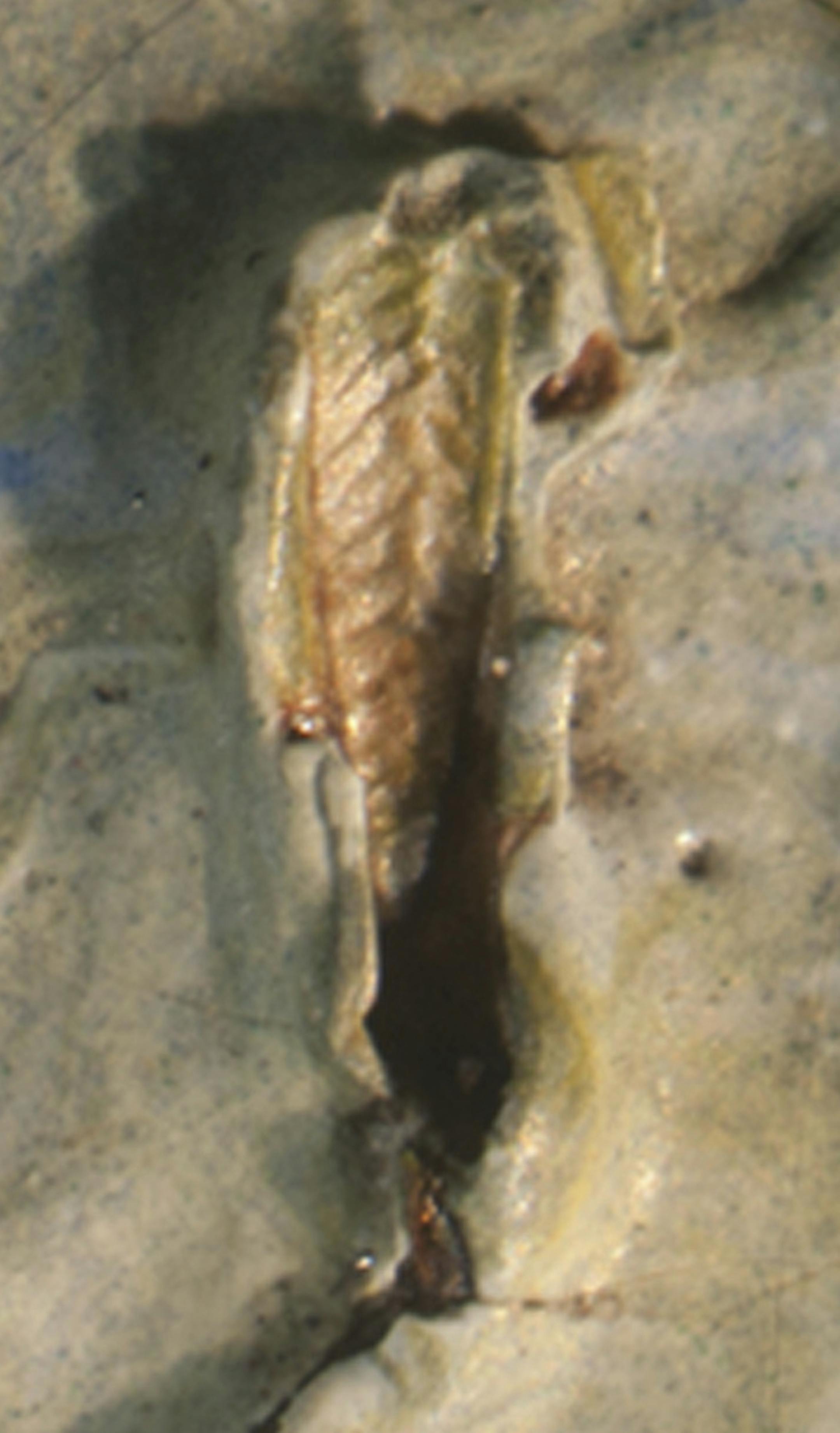 In an undated handout image, a tiny grasshopper embedded in Vincent van Gogh’s “Olive Trees,” at the Nelson-Atkins Museum of Art in Kansas City, Mo. A conservator here recently discovered a tiny grasshopper, invisible to the naked eye, that had been stuck for some 128 years in the thick paint which van Gogh used on this canvas. (Nelson-Atkins Museum of Art via The New York Times) -- NO SALES; FOR EDITORIAL USE ONLY WITH STORY SLUGGED VAN GOGH GRASSHOPPER BY DEB FOR NOV. 9, 2