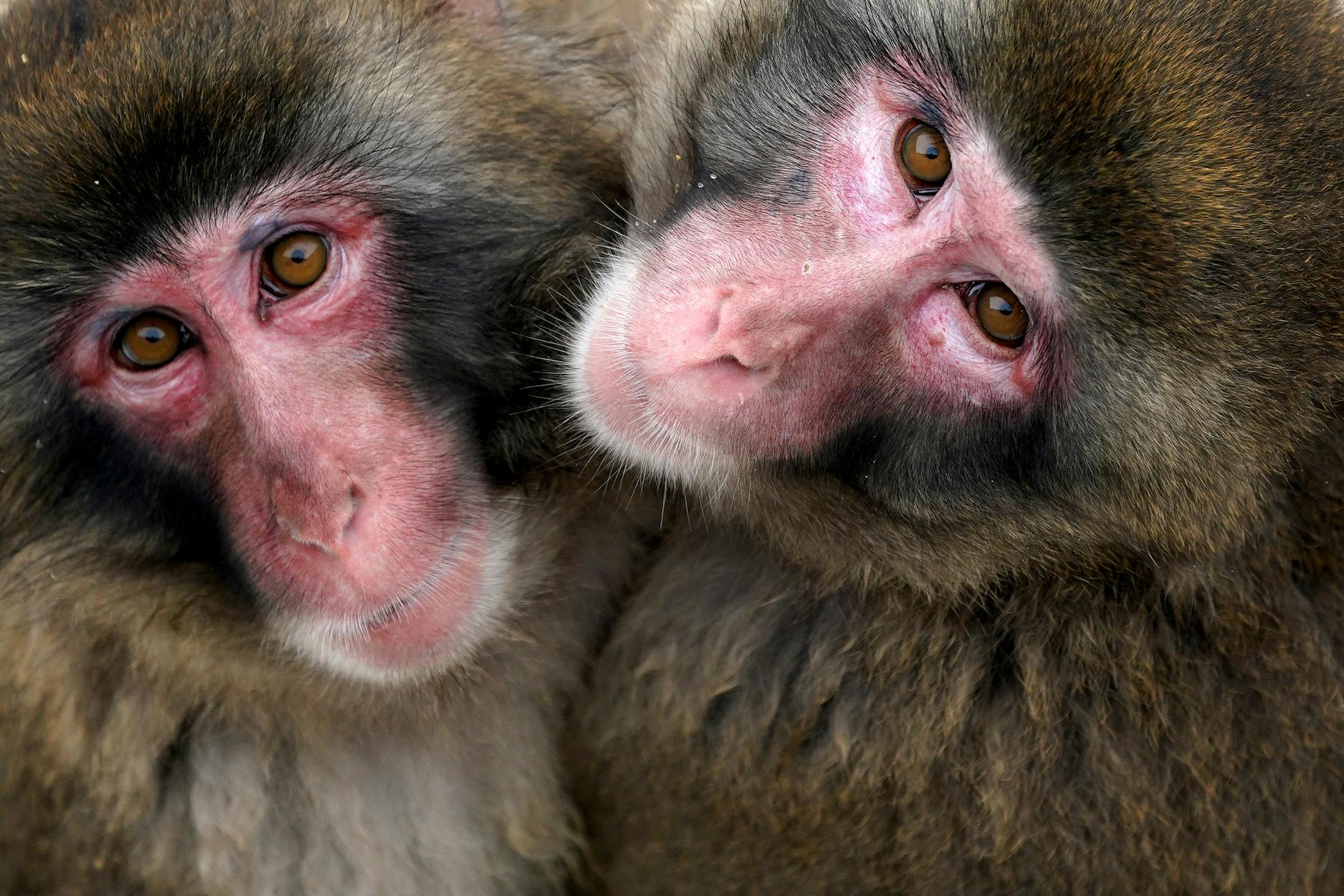 A pair of snow monkeys huddled together in their enclosure at the Minnesota Zoo. ] ANTHONY SOUFFLE &#x2022; anthony.souffle@startribune.com Guests explored the Minnesota Zoo Friday, Jan. 3, 2020 in Apple Valley, Minn. The Zoo's new facilities master plan is guiding this year's bonding request and setting the tone for a new round of upgrades with emphasis on upgrading current exhibits and making use of the zoo's unused 450-plus acres to build campgrounds, trails and a lodge.