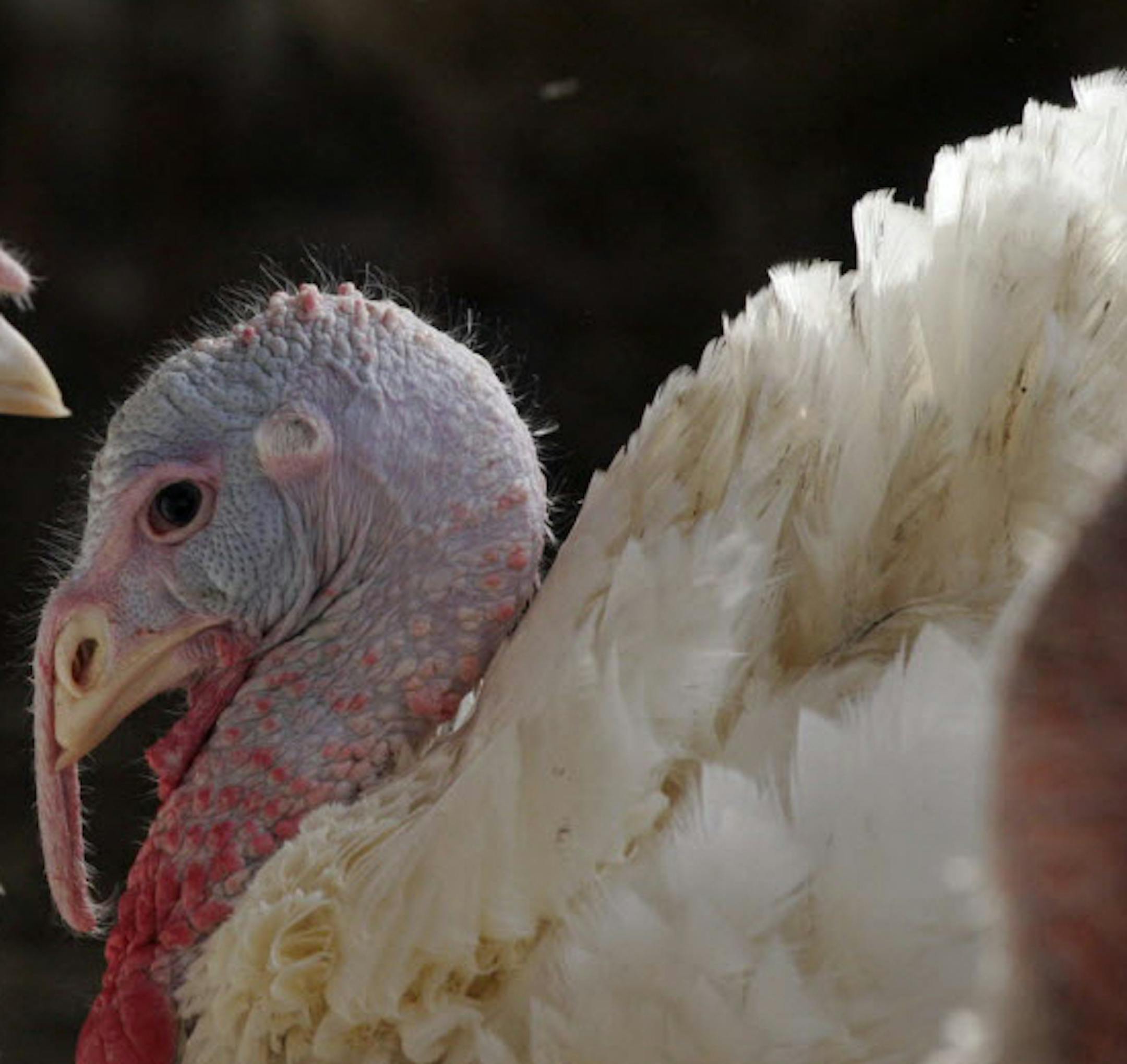 TOM SWEENEY ¬• tsweeney@startribune.com Rosemount, MN 11/15/2006 - illustrates Minnesota turkey industry ORG XMIT: MIN2012120616254522