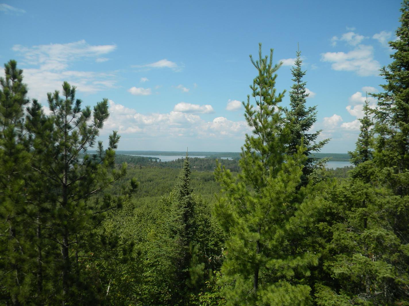 An aspen and pine forest off a hiking trail in Lake Vermilion State Park.