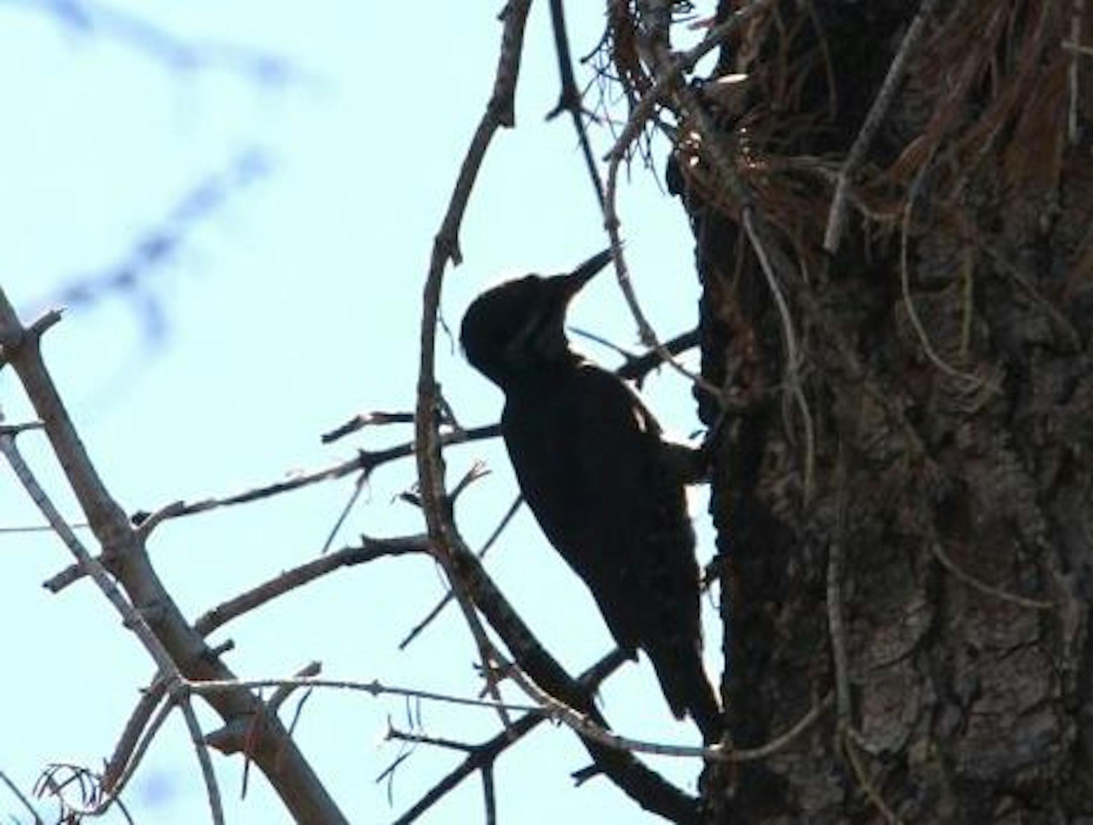 A black-backed woodpecker is seen in part of the burned remains of the Angora Fire near South Lake Tahoe, Calif. The woodpeckers are among the first to arrive on the scene after a fire.