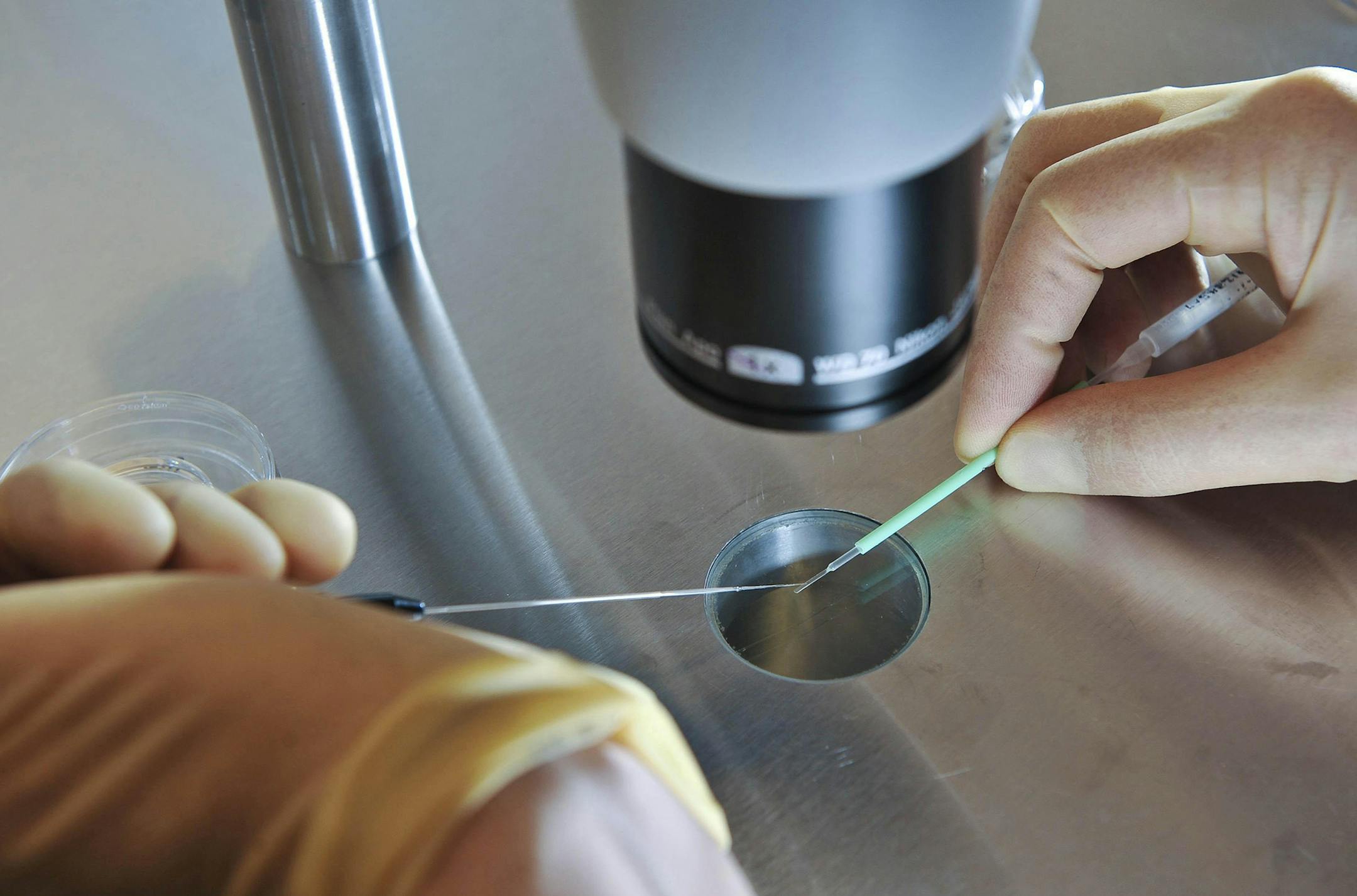 Most women support egg freezing. File photo dated 11/08/08 of embryos being placed onto a CryoLeaf ready for instant freezing as almost half of women would consider freezing their eggs to preserve fertility and most women are in support of the treatment, according to new research. Issue date: Tuesday July 1, 2014. Dr Camille Lallemant and her team at the Princess Anne Hospital's Complete Fertility Centre in Southampton, Hampshire, questioned 973 women of an average age of 31 in the UK and Denmar