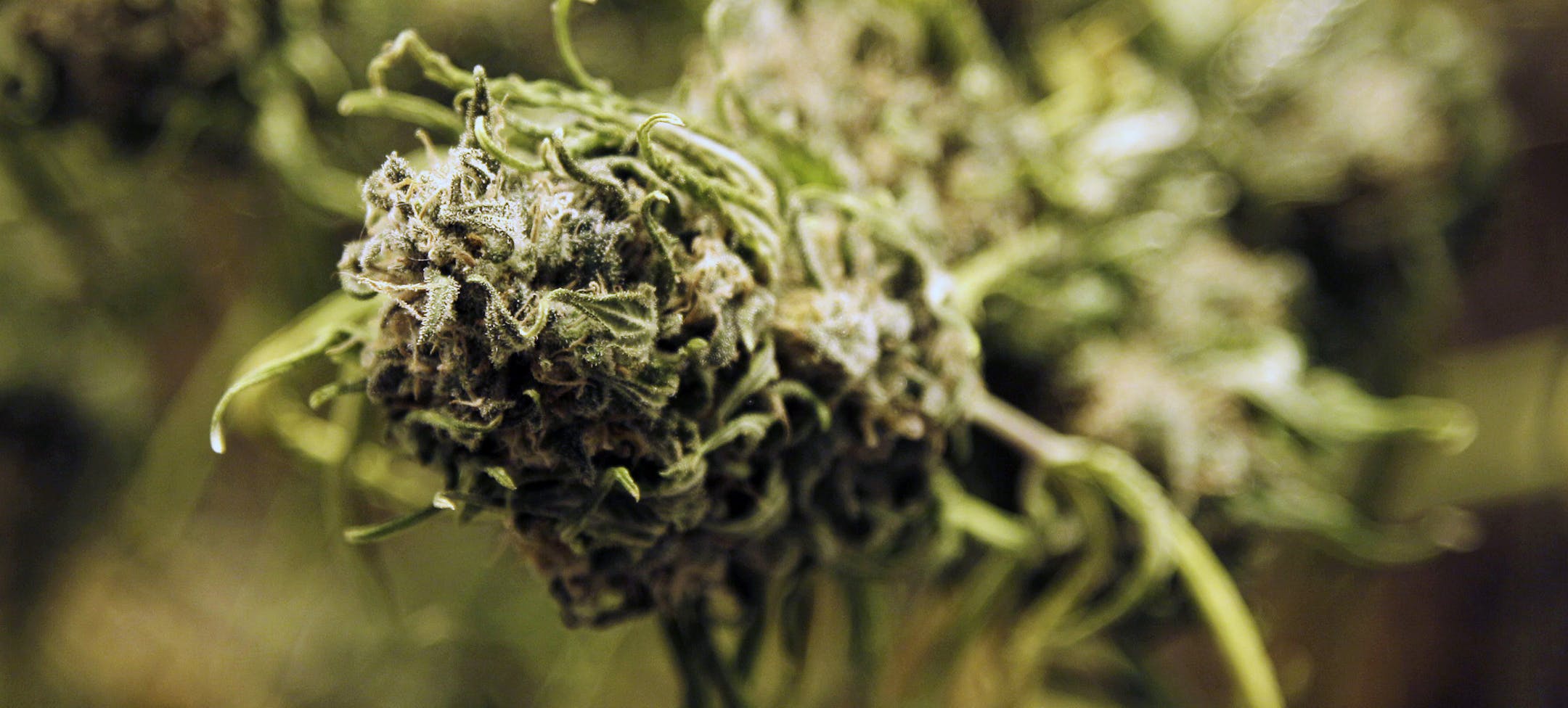 The Health Department began accepting applications Friday from entrepreneurs interested in opening one of Minnesota's two new medical cannabis manufacturing facilities. Among the investors who may apply are the owners of Bachman's Inc., the Twin-Cities based chain of florist shops.