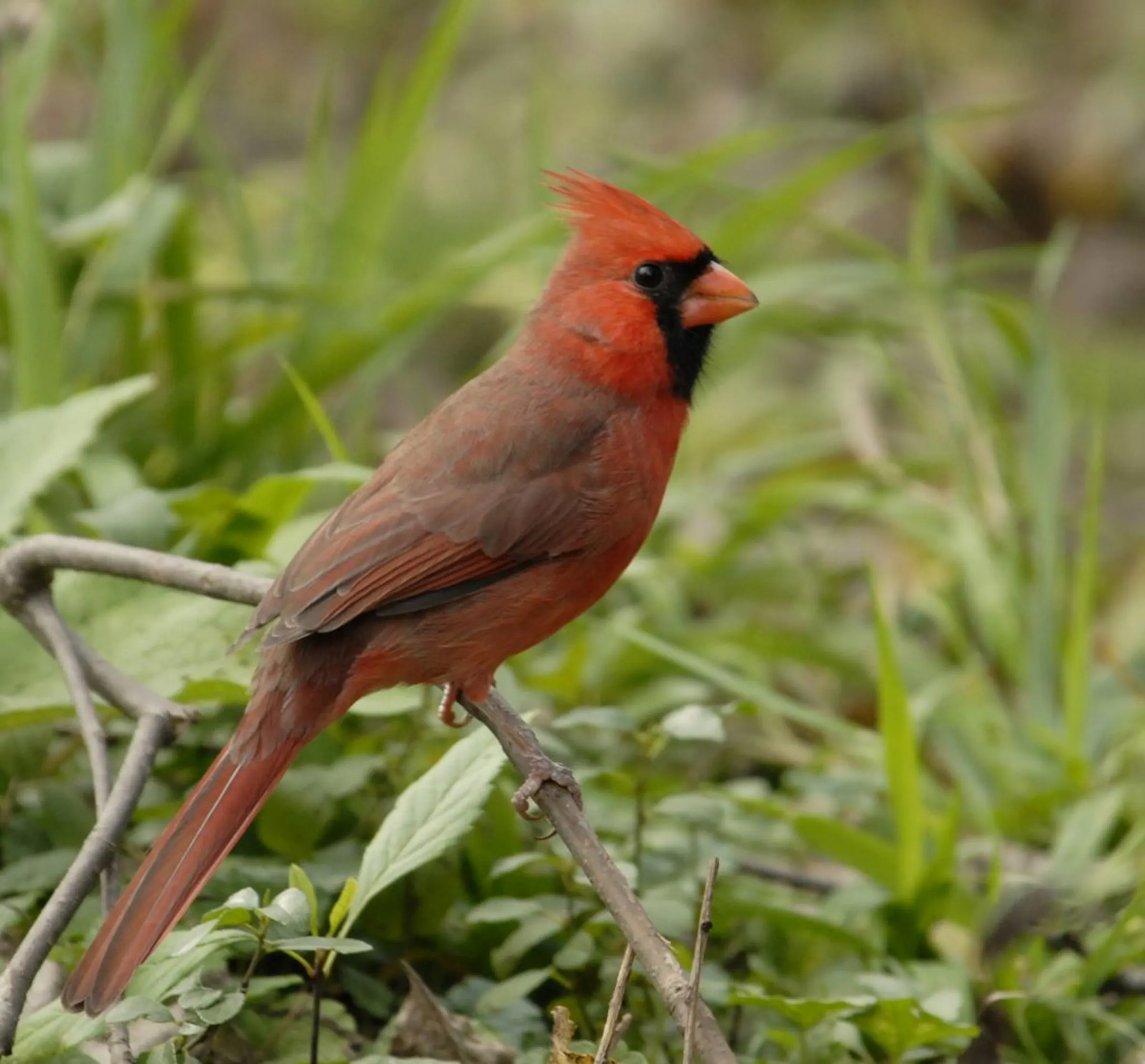 Red birds flaunt their color in springtime
