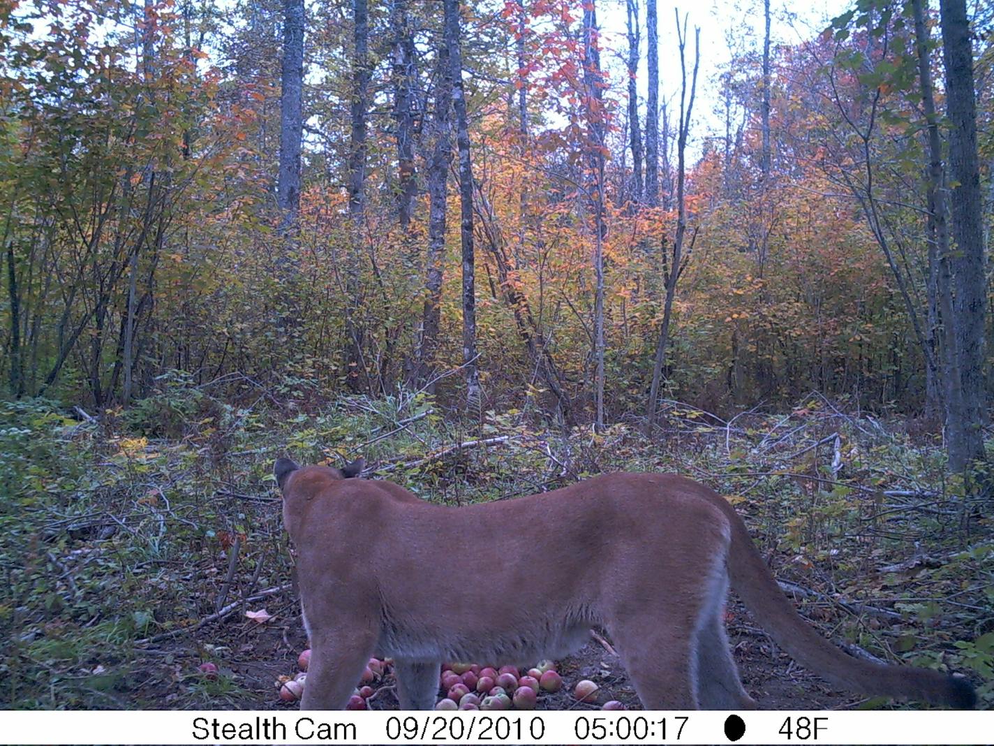 Image -- confirmed to be cougar -- taken Sept. 20, 2010, near Two Harbors.