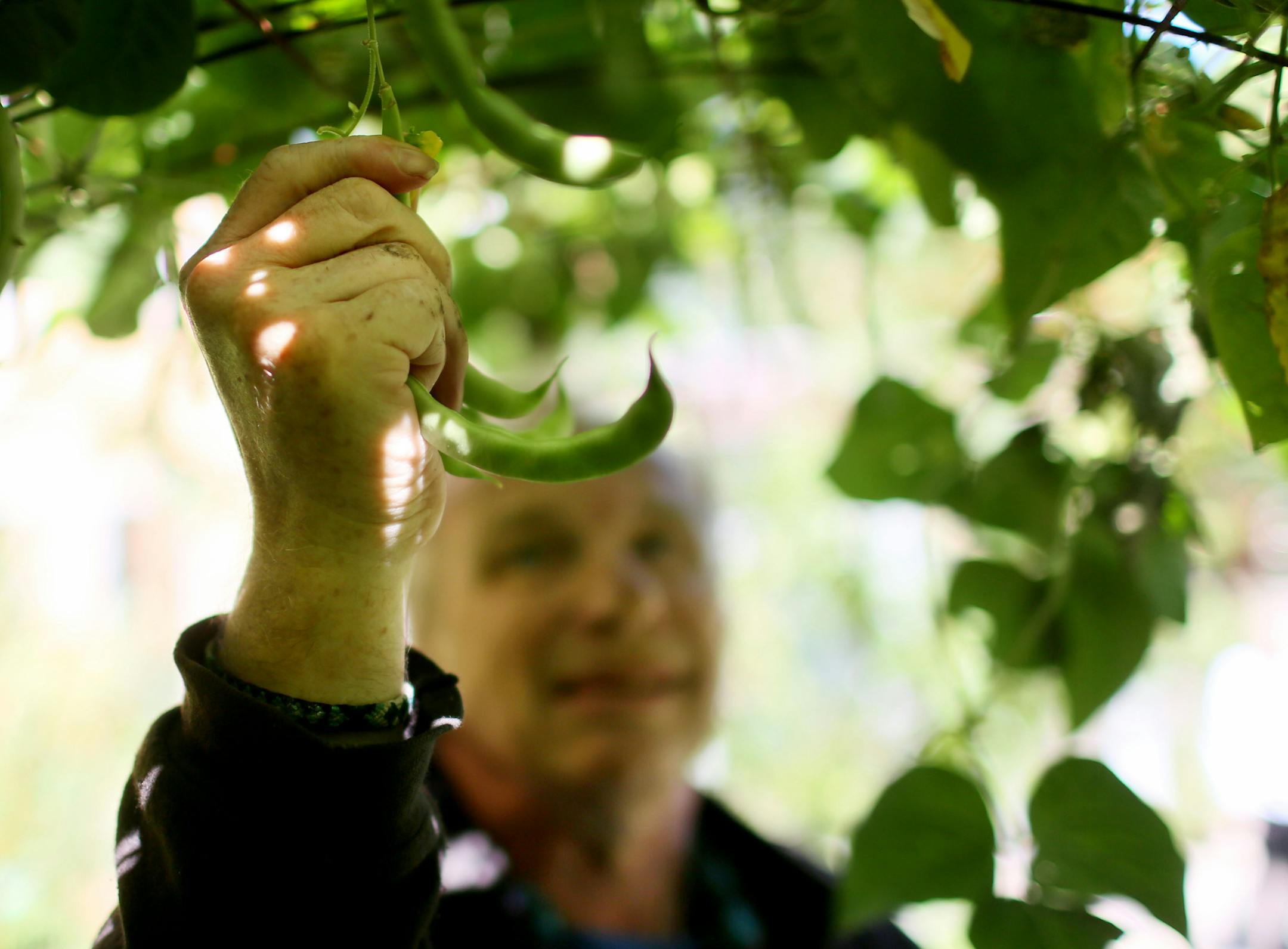 Church member Arlin Carlson enjoys working in the garden Saturday, Sept. 12, 2015, at Northeast United Methodist Church in Minneapolis, MN. Carlson has suffered strokes in the past but is able to pick green beans because they were planted and grow over an archway.](DAVID JOLES/STARTRIBUNE)djoles@startribune.com Twin Cities churches are tearing up their grounds to plant gardens as part of their ministry.** Arlin Carlson,cq