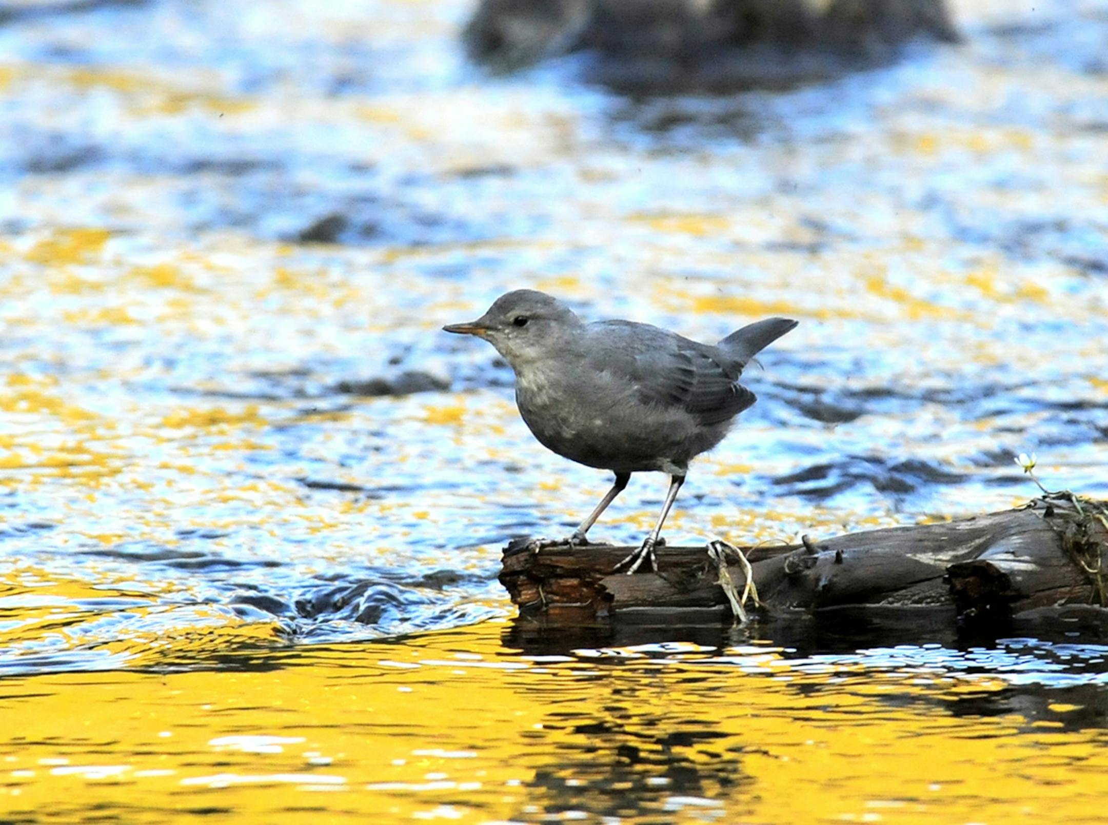 American dippers are an aquatic songbird.