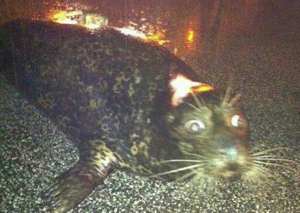 Seal that escaped from the zoo during overnight rains in Duluth. Photo by Rachel Agurkis.