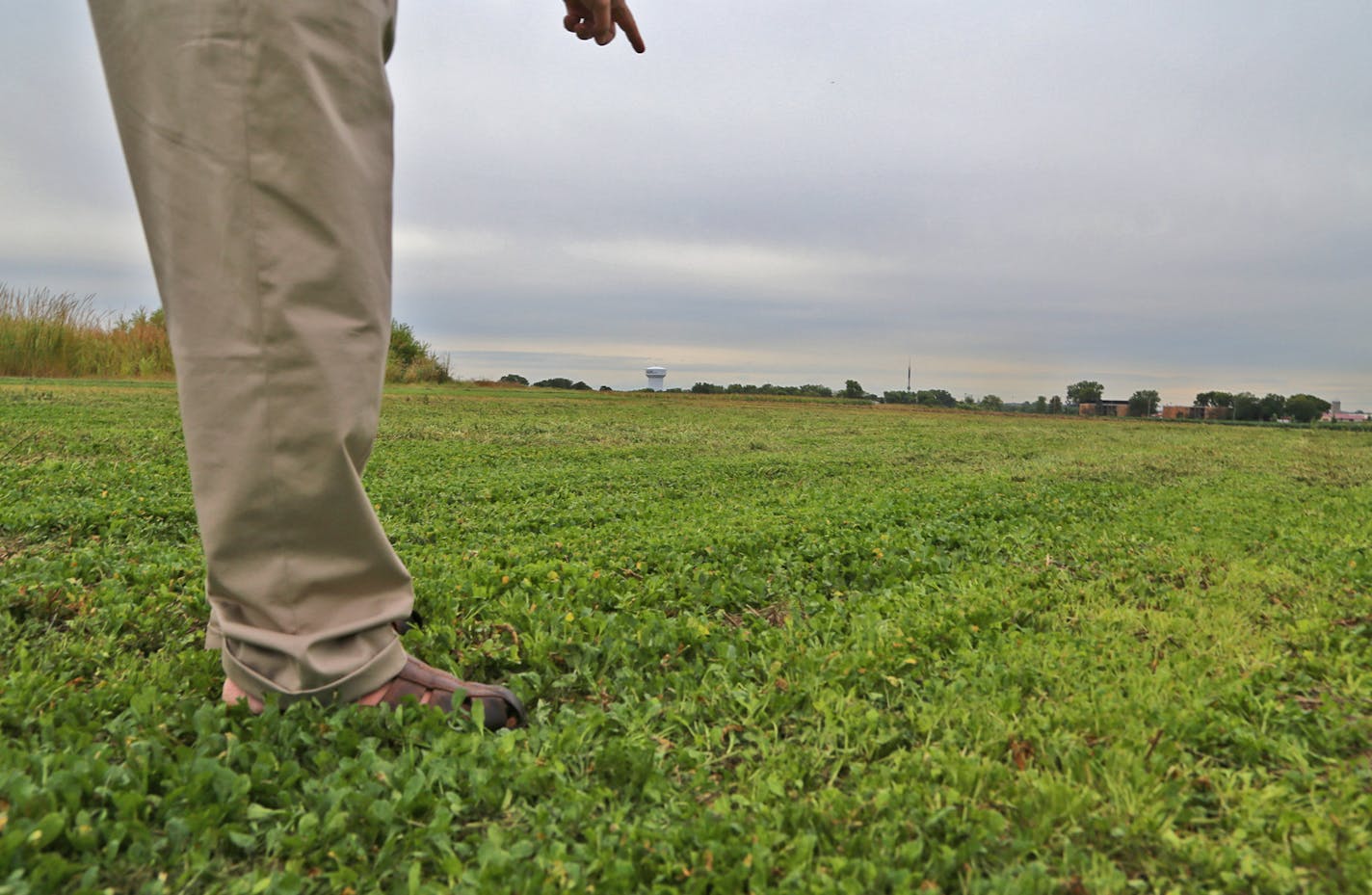 Pennycress has considerable potential as a winter annual oil seed crop. Planted in the fall, it provides winter cover, before greening up come spring. Soybeans can be planted in it and pennycress harvested later, or beans can be planted after the pennycress harvest.