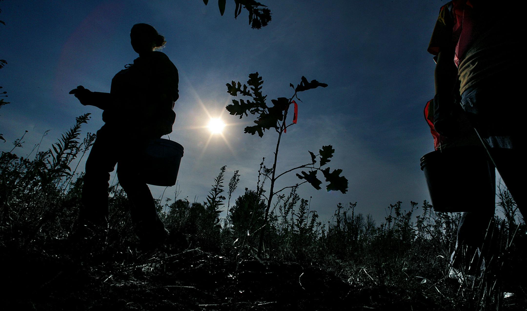 JIM GEHRZ &#xd4; jgehrz@startribune.com St. Paul/October 7, 2006/10:30AM Emily Werness (left) and Emily Temple, both 16 and from Rosemont High School, finish planting grasses and shrubs around a newly planted oak tree at Indian Mounds Park in St. Paul as part of a Great River Greening project at the park. More than 250 volunteers participated in planting oak trees, grasses and shrubs and in clearing buckthorn from the area.