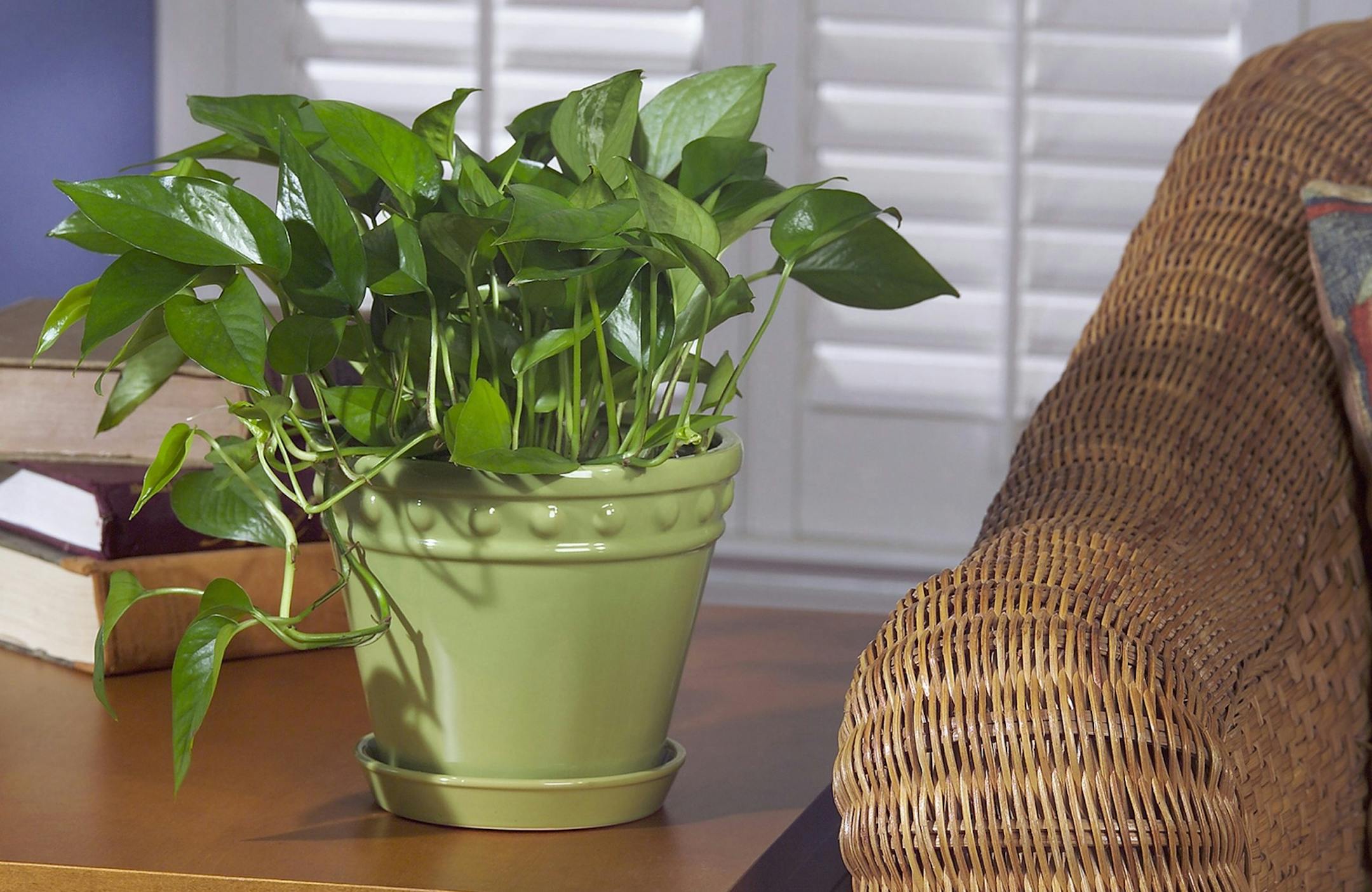 A pothos plant.