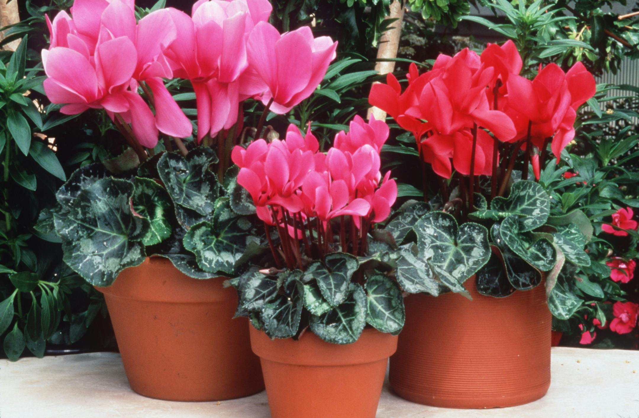 FLOWER, FLOWERS, houseplants -- Cyclamen. Handout photo courtesy of Goldsmith Seeds. Three varieties (left to right) Sierra, Miracle, Laser.