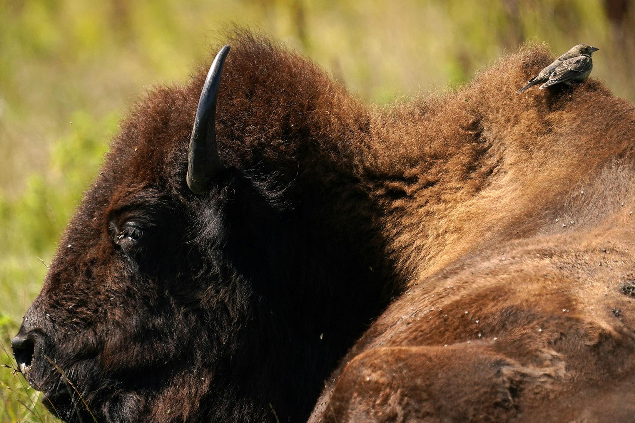 A bird sat atop a bison as it laid among the prairie grasses Thursday at Minneopa State Park in Mankato.