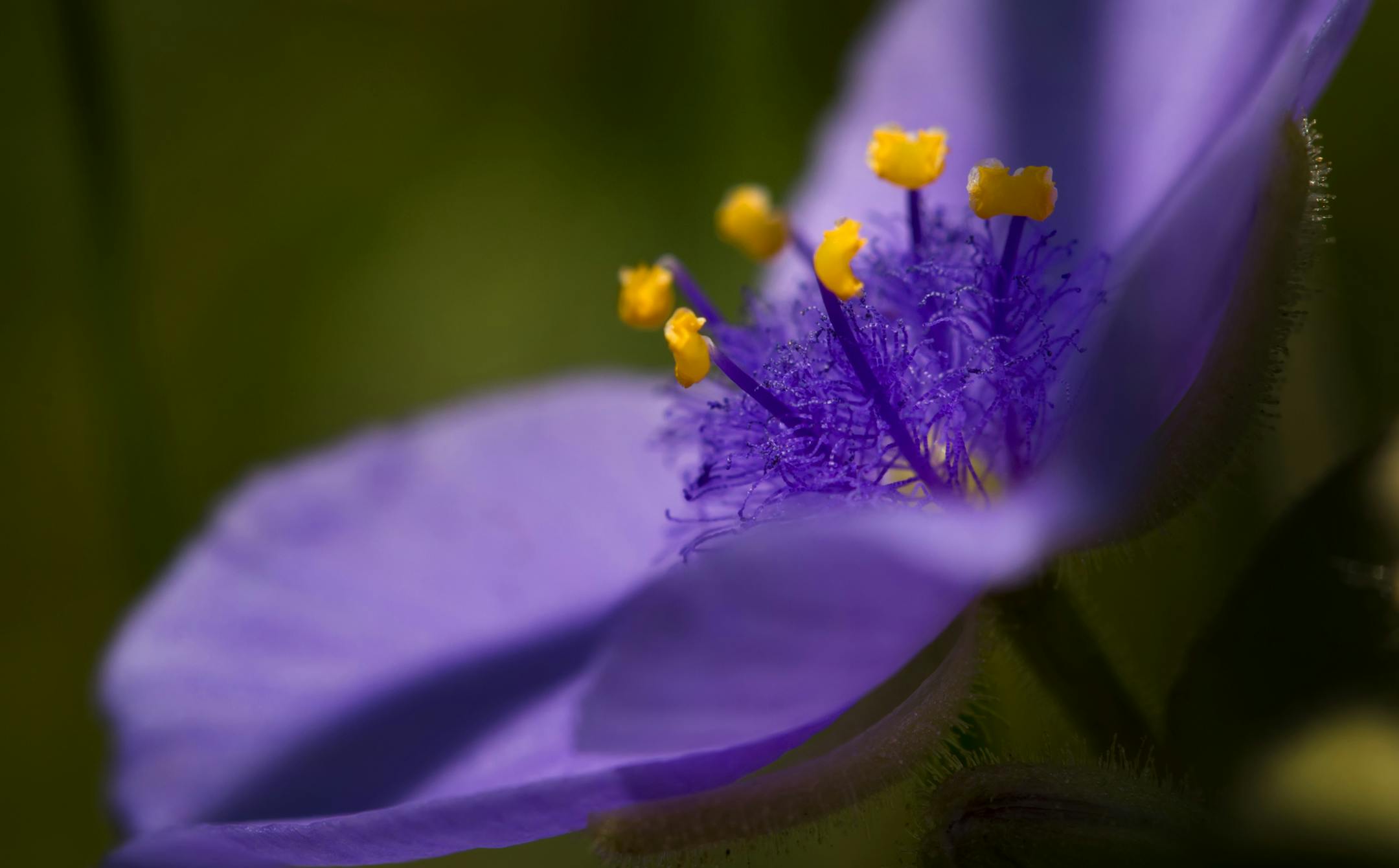 Spiderwort flowers bloom near a Sod House south of Sandborn. ] Minnesota State of Wonders - Summer on the Prairie. BRIAN PETERSON • brian.peterson@startribune.com Luverne, MN 08/02/14