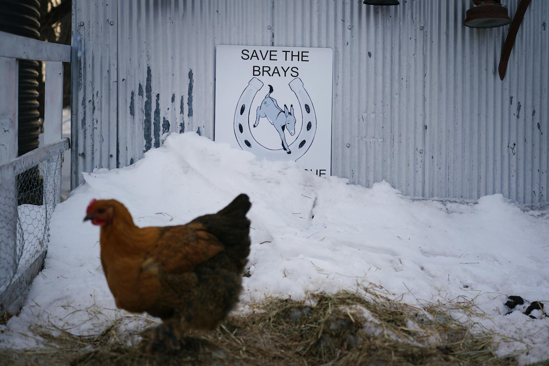More than 43 lucky equine were under the care of Kym Garvey at Save the Brays Donkey Rescue Friday, March 10, 2022 in Milaca, Minn. Animals also well-cared for include chickens, pigs, dogs and a barn cat.