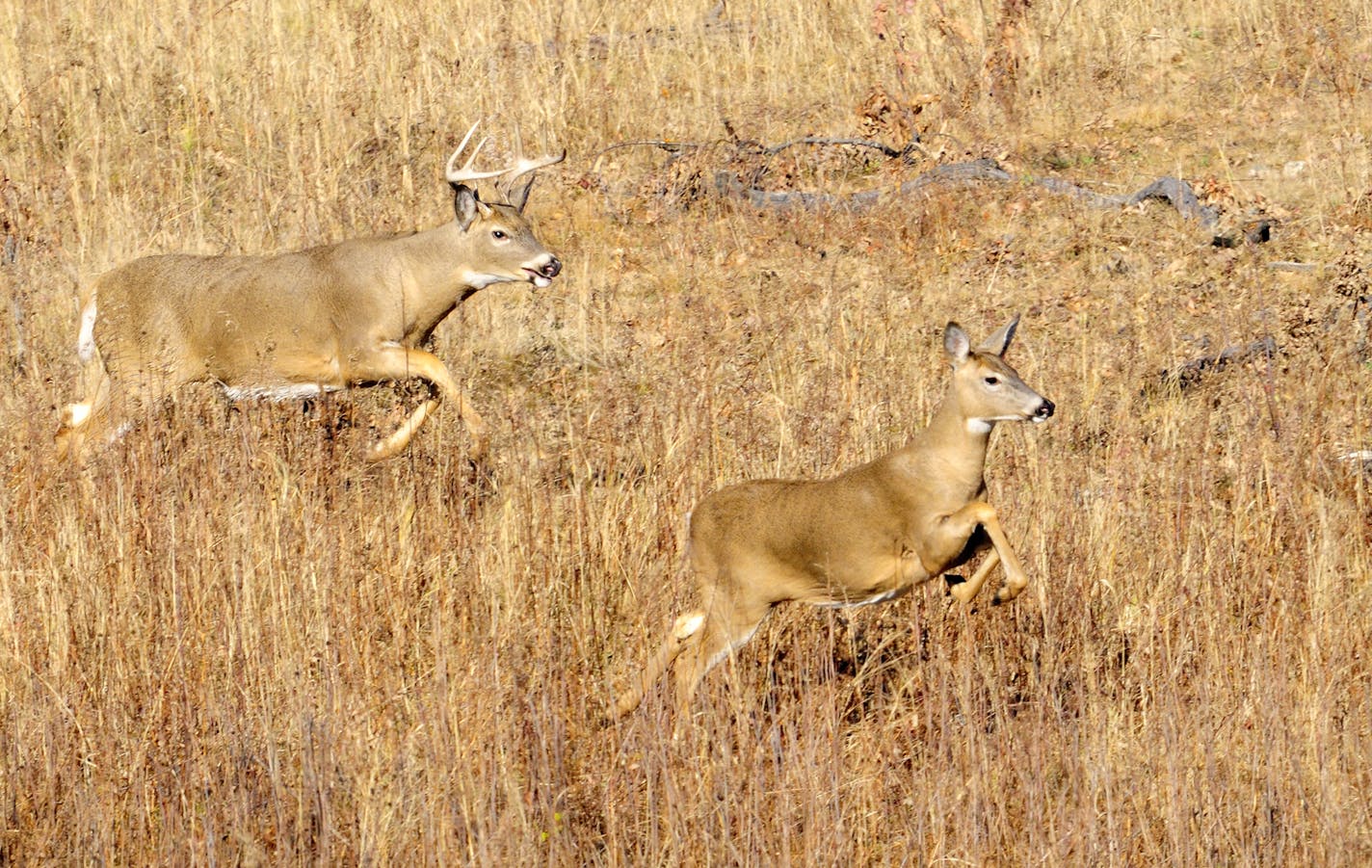 DO NOT USE! ONE-TIME USE WILL BILL MARCHEL COPY ONLY! Photo by Bill Marchel. Even bucks that remain uninjured during the rut will expend a lot of energy chasing does. Bucks can loose up to 30 percent of their body weight during the breeding season.