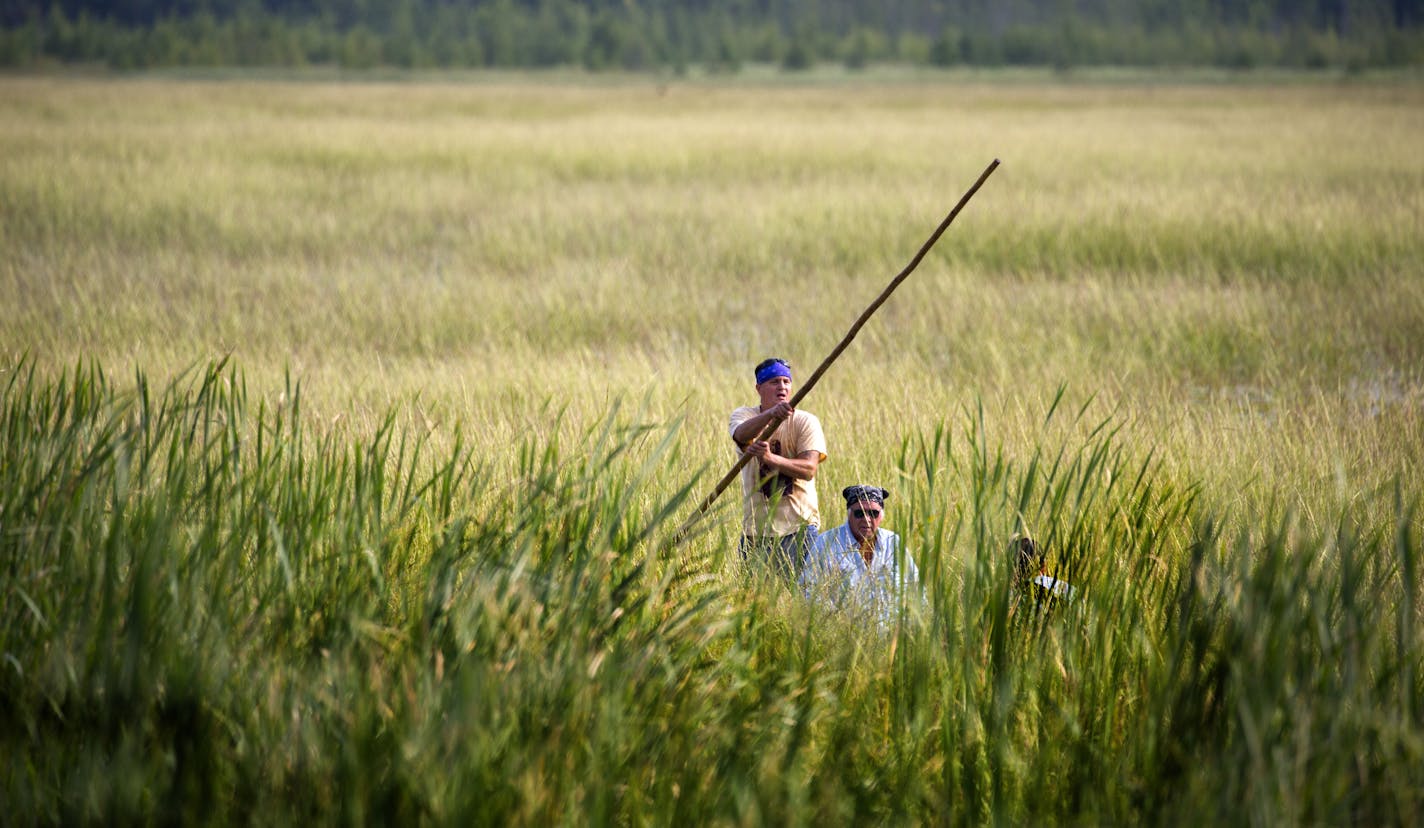 Todd Thompson and his father Leonard harvest wild rice on Hole In The Day Lake south of Nisswa.