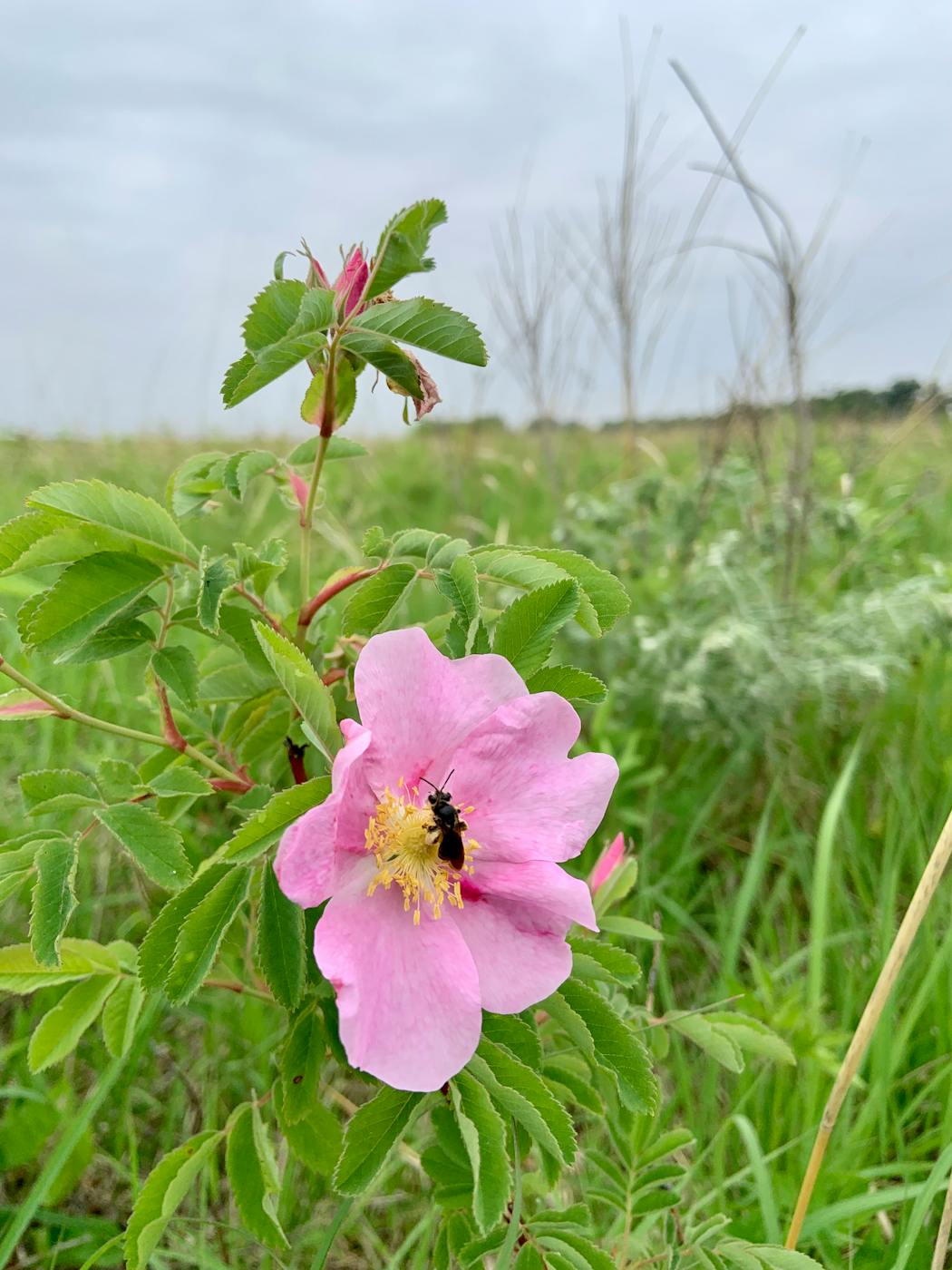 A prairie rose on the prairie trail at Nerstrand Big Woods State Park.