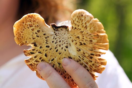 Star Tribune reporter Chloe Johnson holds up a pheasant back mushroom that she harvested May 10, 2025, in Waterville, Minn.