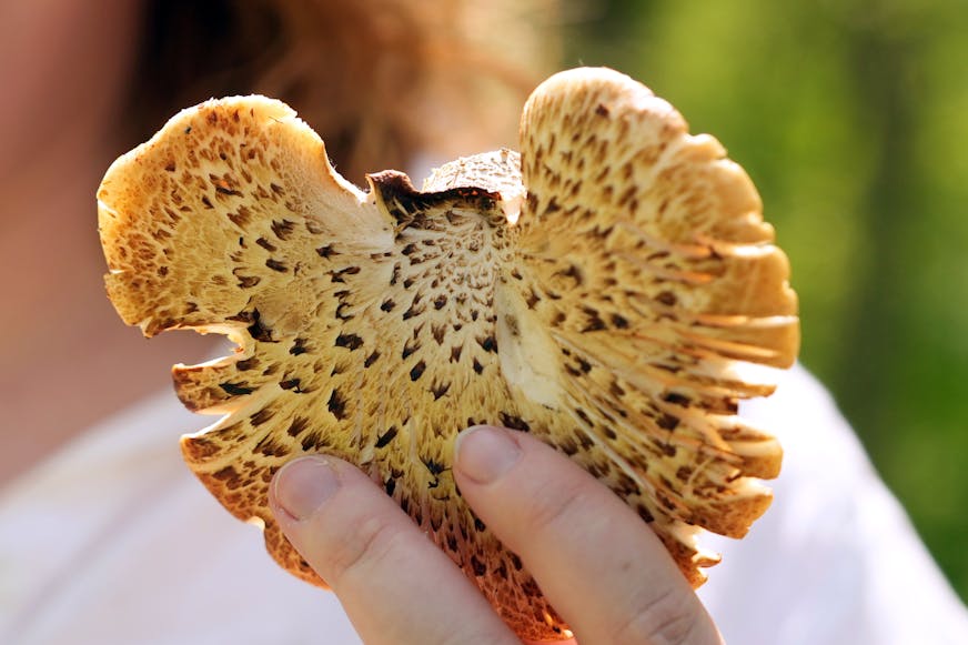 Star Tribune reporter Chloe Johnson holds up a pheasant back mushroom that she harvested May 10, 2025, in Waterville, Minn.