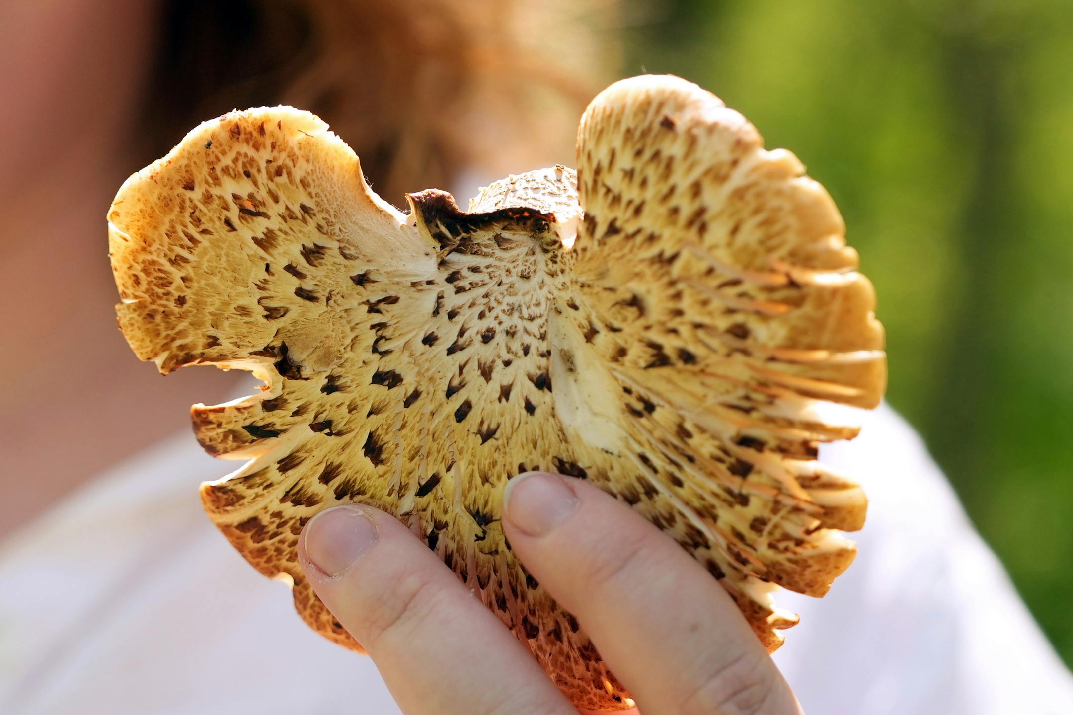 Star Tribune reporter Chloe Johnson holds up a pheasant back mushroom that she harvested May 10, 2025, in Waterville, Minn.