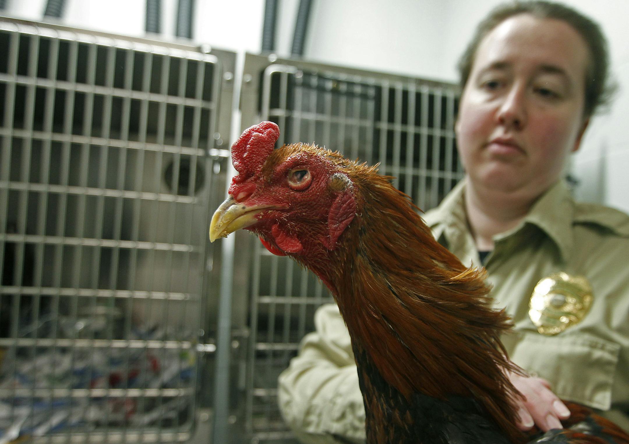 In a north Minneapolis home, a number of chickens were found injured and covered in blood, creating suspicions of cockfighting and animal cruelty.