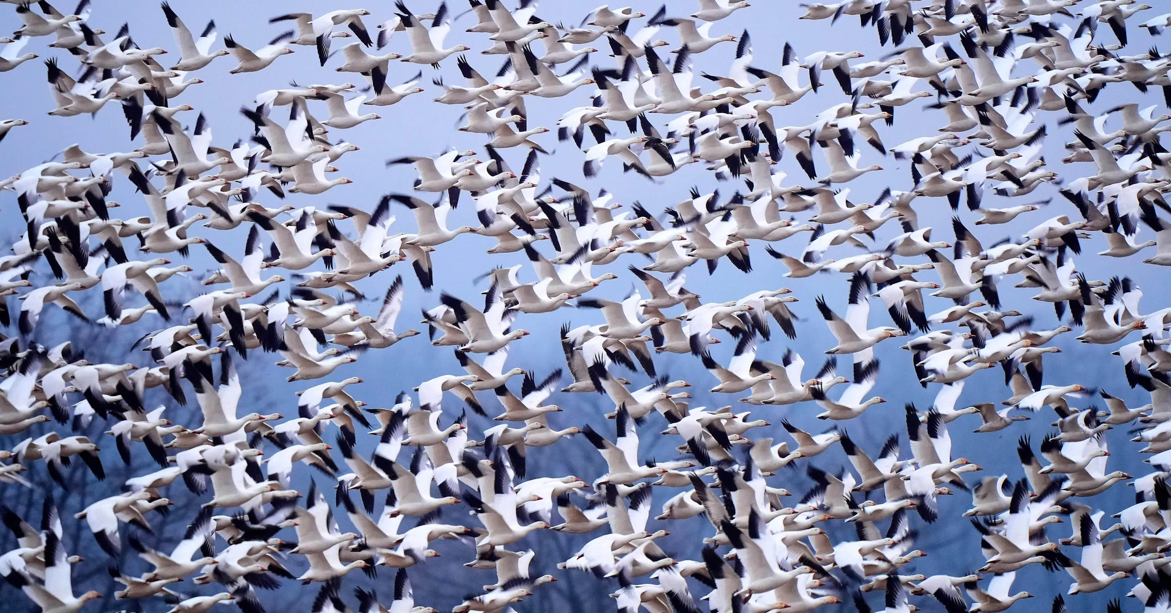 Anderson: Complex and beautiful birds, snow geese should be hunted — but ...