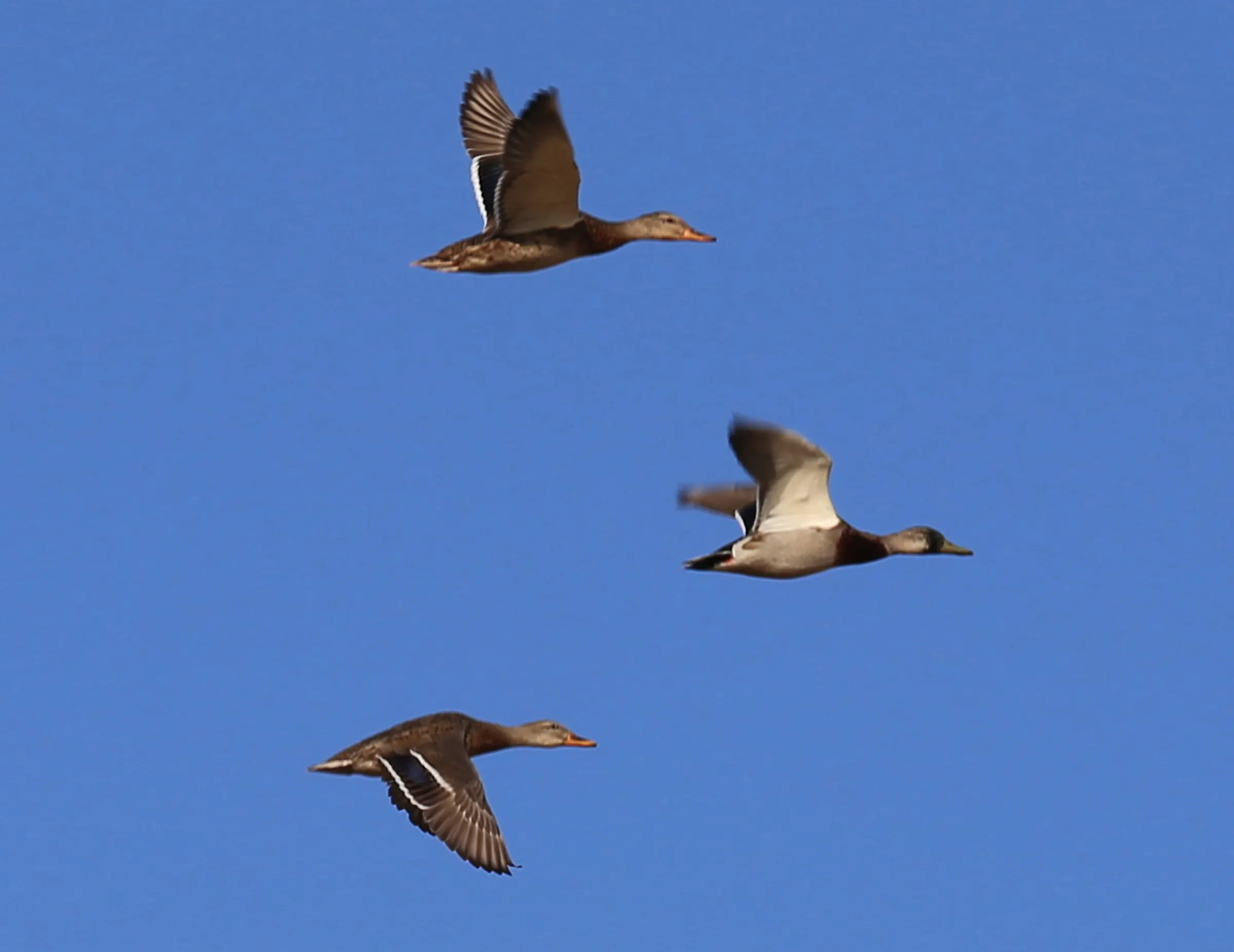 Masterpieces with wings, ducks deserve our best, not more indifference