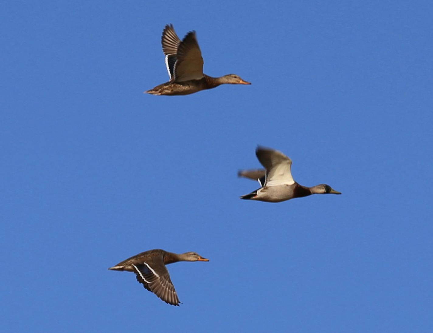 Ducks seen on the opening weekend for non-resident North Dakota hunters included drake mallards, like these, as well as pintails, gadwall and wigeon.