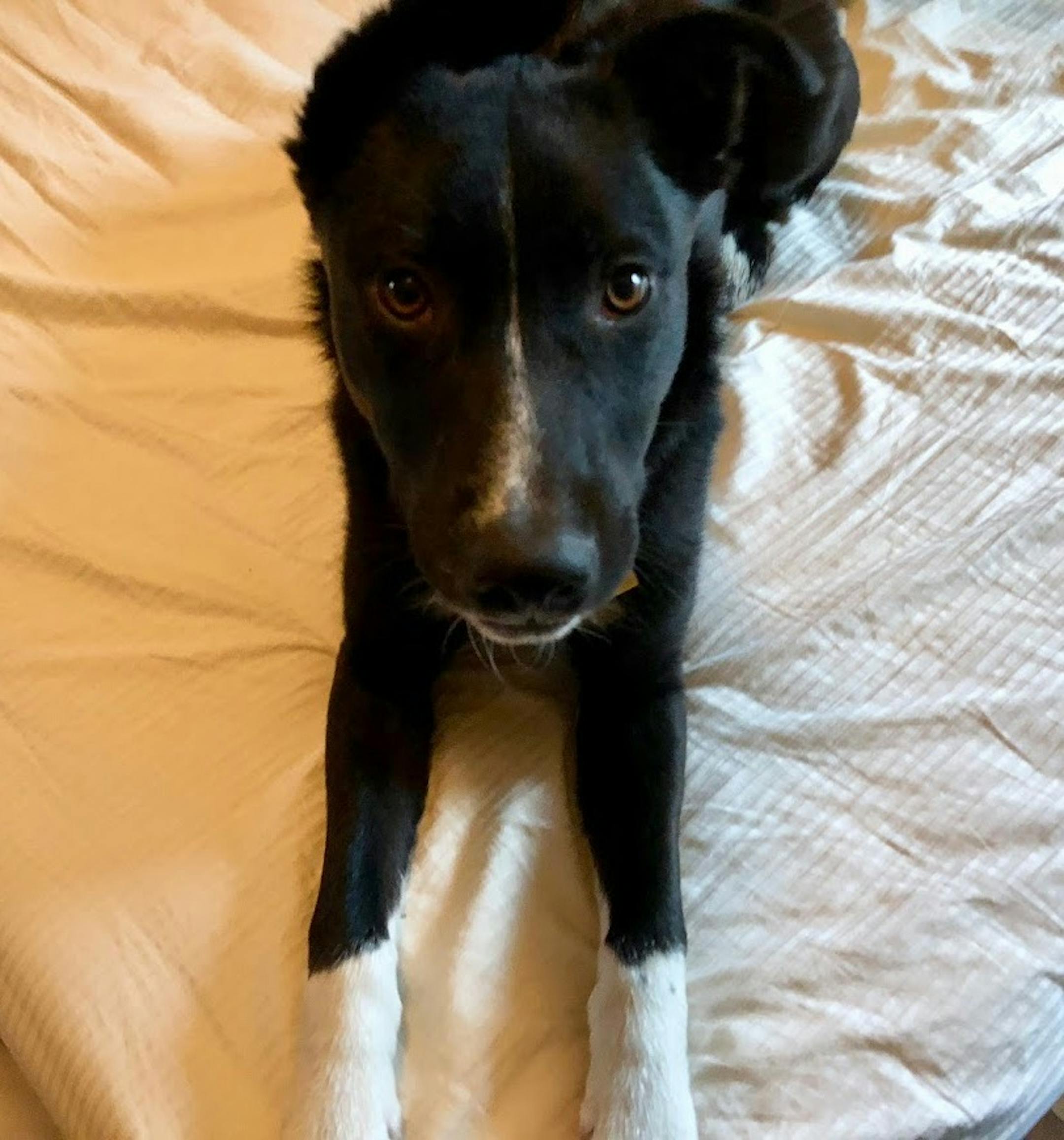 Unless we give the "back" command to keep him out of the bedroom, Angus will not let us make the bed in the morning.