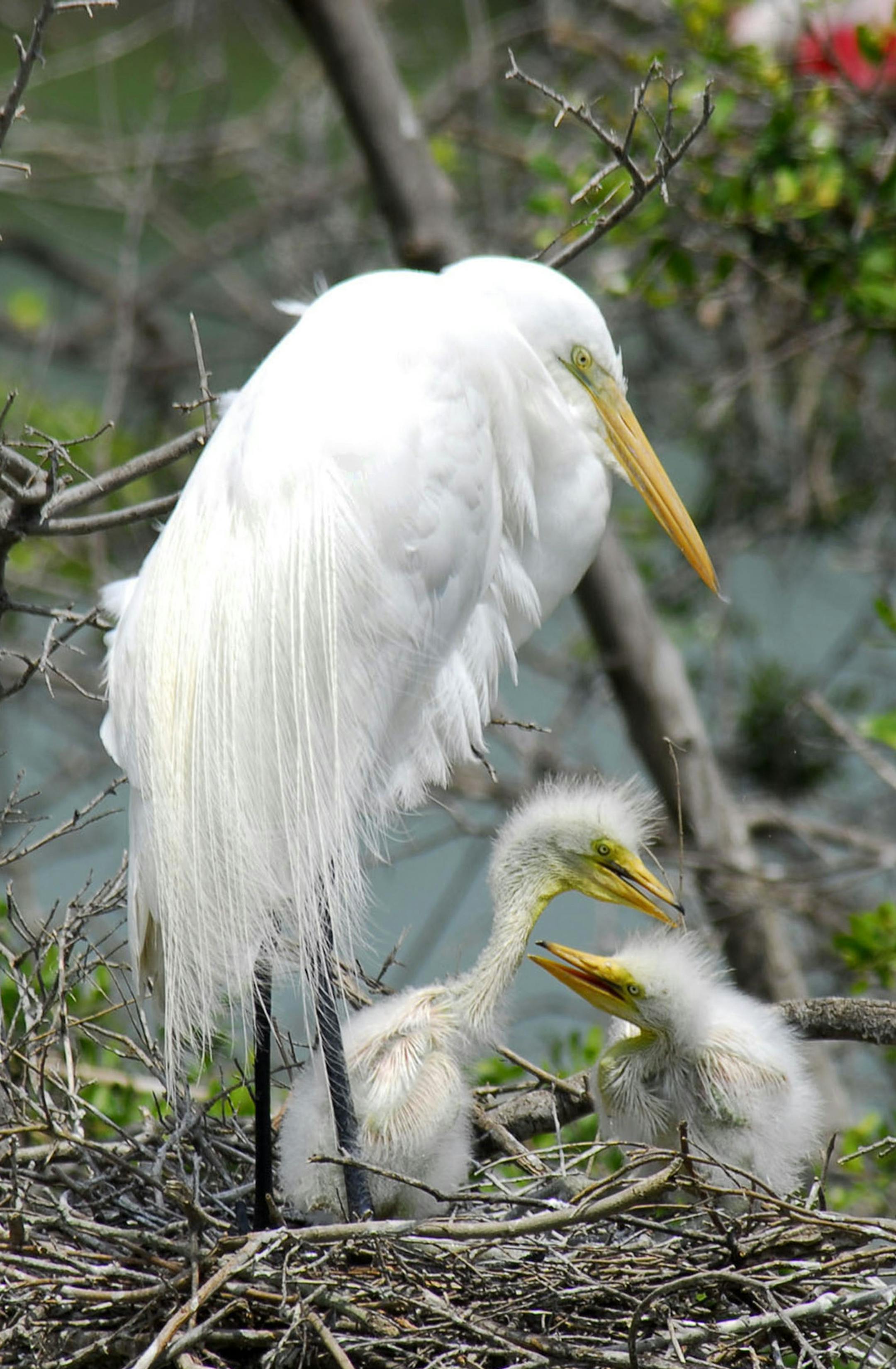 A great egret and chicks in their nest.