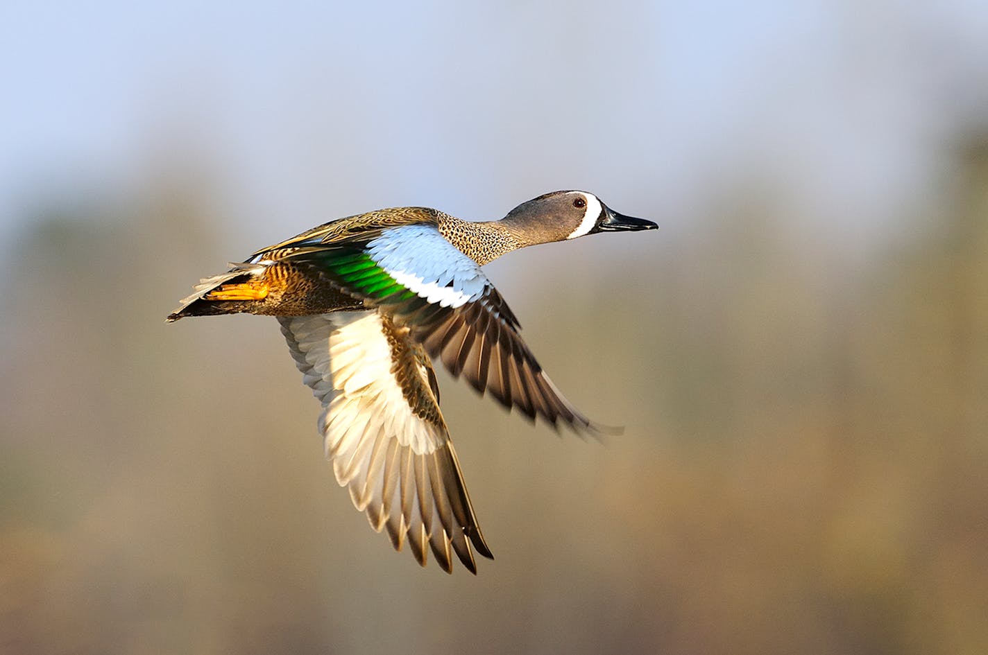 Blue-winged teal, hens as well as — shown here — drakes, will be legal fare along with cinnamon teal and green-winged teal during a new five-day September season this fall in Minnesota.